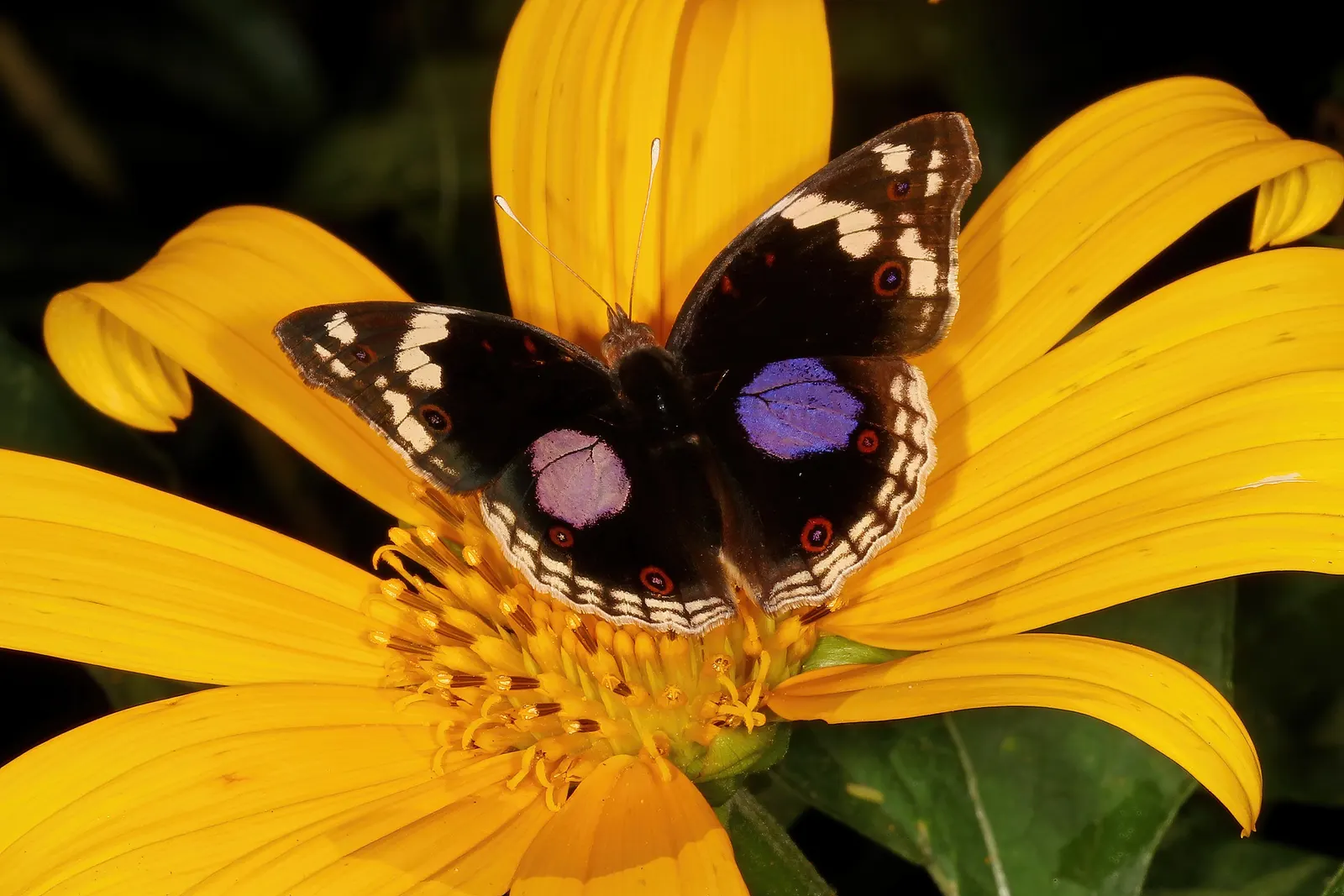 Mexican Sunflower (Tithonia Rotundifolia) — ideal for adding vertical interest and a splash of late-season color to any garden setting, image 81