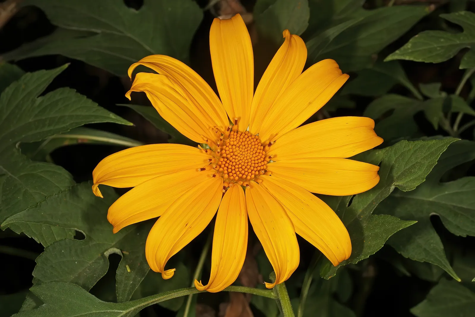 Mexican Sunflower (Tithonia Rotundifolia) — reaching a mature height of 4 to 6 feet with a spread of 2 to 3 feet; daisy-like flowers with fiery, image 154