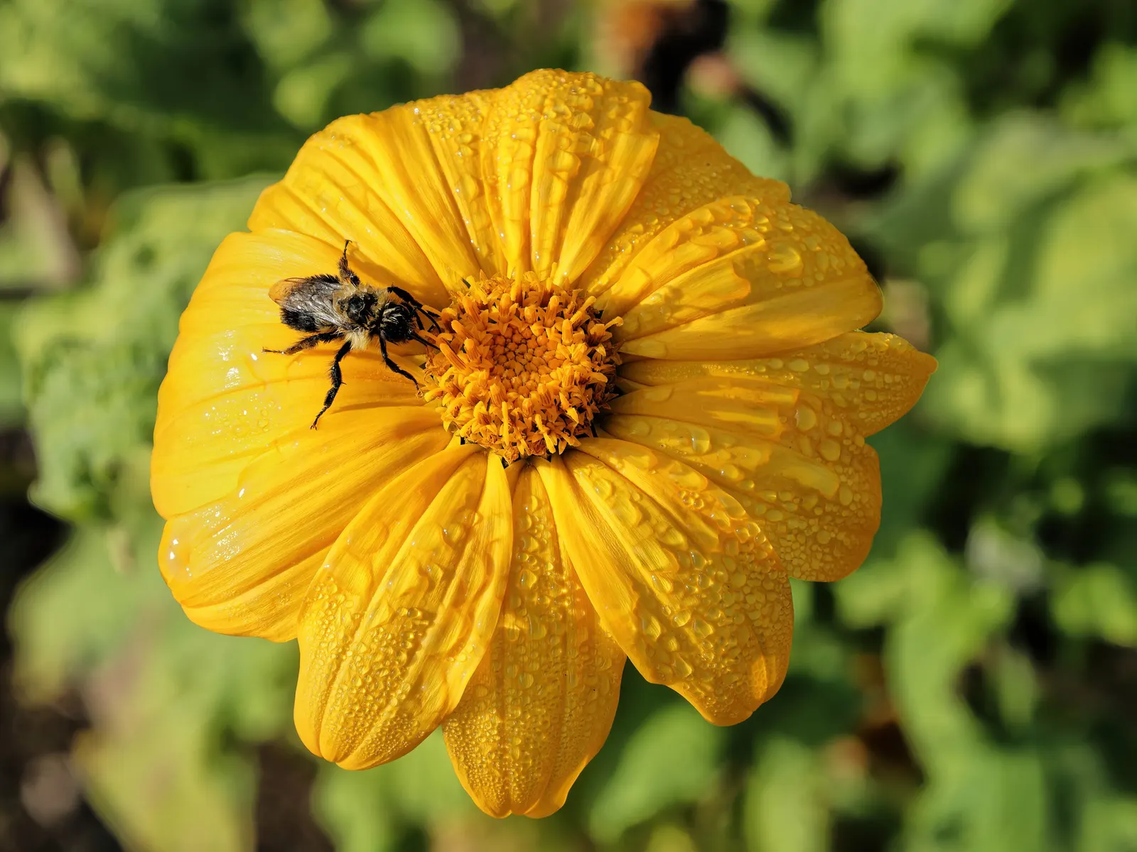 Mexican Sunflower (Tithonia Rotundifolia) — Its nectar-rich flowers, blooming from late summer to frost, are magnets for butterflies and bees, image 128
