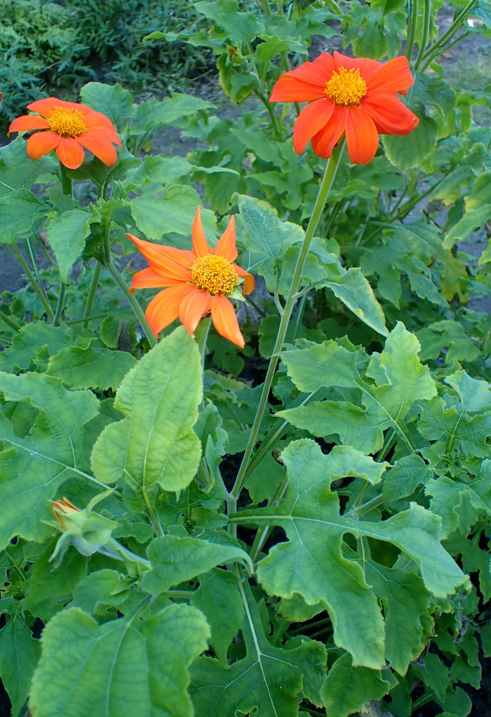 Mexican Sunflower (Tithonia Rotundifolia) — When situating the Mexican Sunflower in a landscape design, consider its height and sun requirements