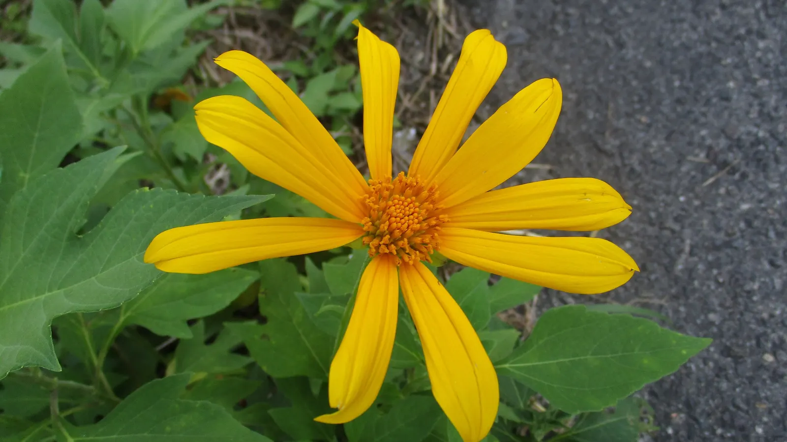 Mexican Sunflower (Tithonia Rotundifolia) — high-impact plant with a statuesque presence; making it suitable for regions with hot, image 206