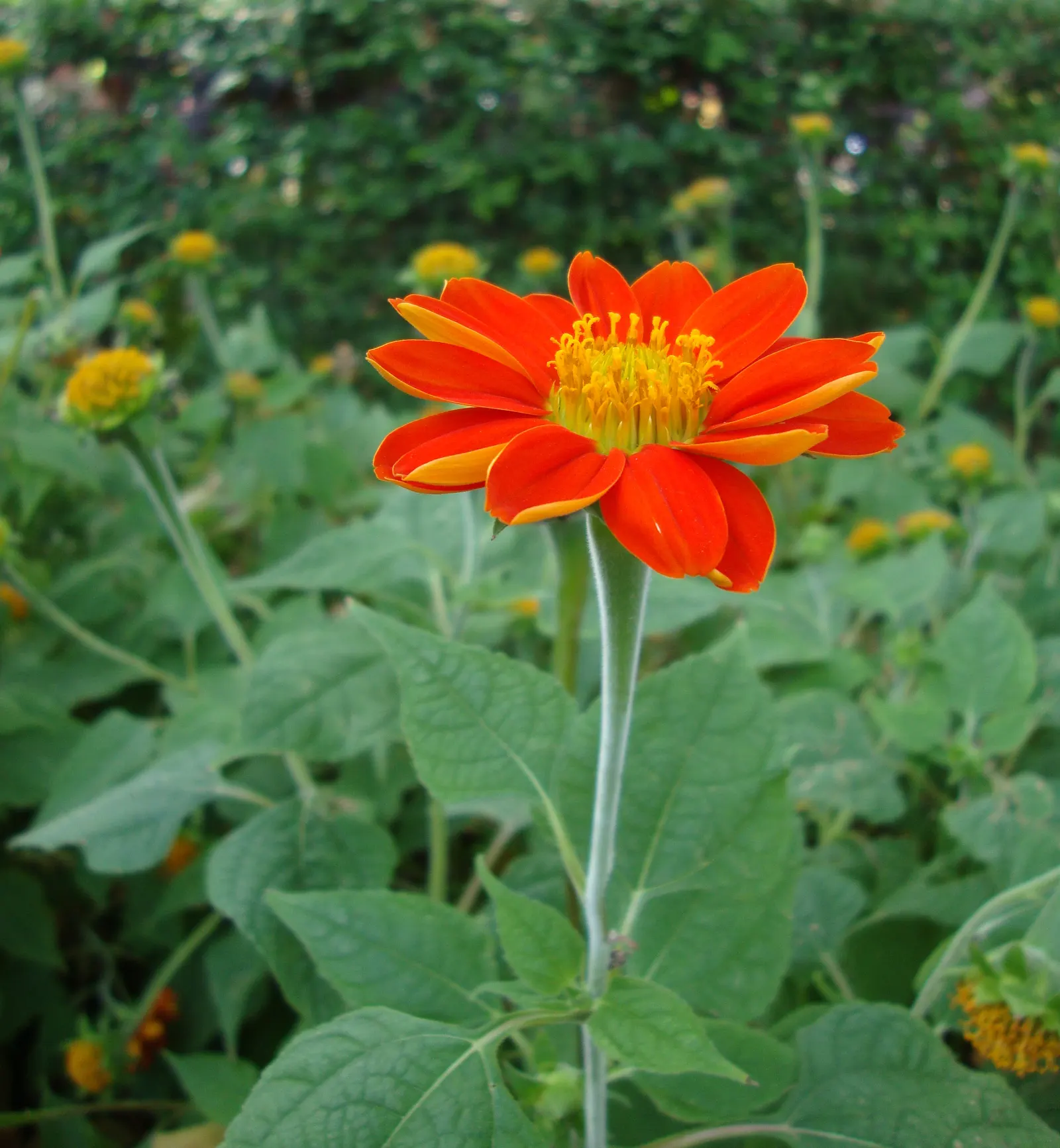 Mexican Sunflower (Tithonia Rotundifolia) — making it suitable for regions with hot, image 116