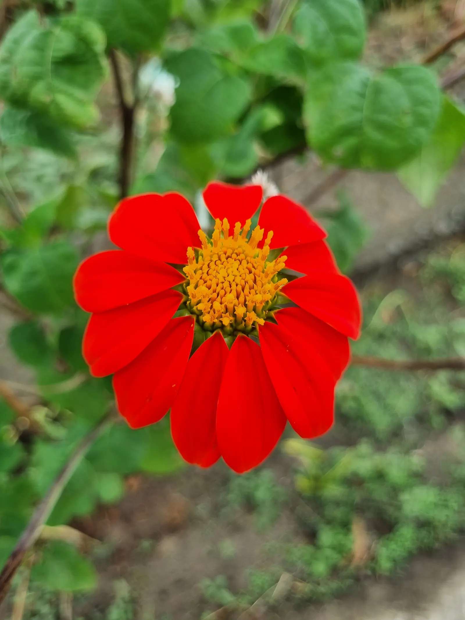 Mexican Sunflower (Tithonia Rotundifolia) — When situating the Mexican Sunflower in a landscape design, consider its height and sun requirements, image 139