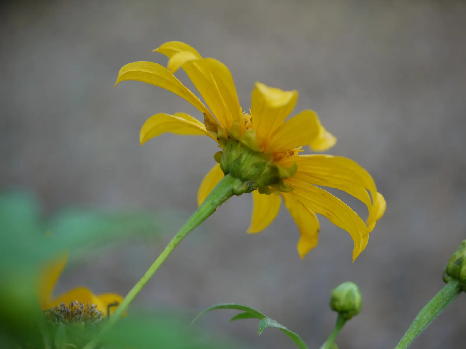 Mexican Sunflower (Tithonia Rotundifolia) — high-impact plant with a statuesque presence; making it suitable for regions with hot, image 122