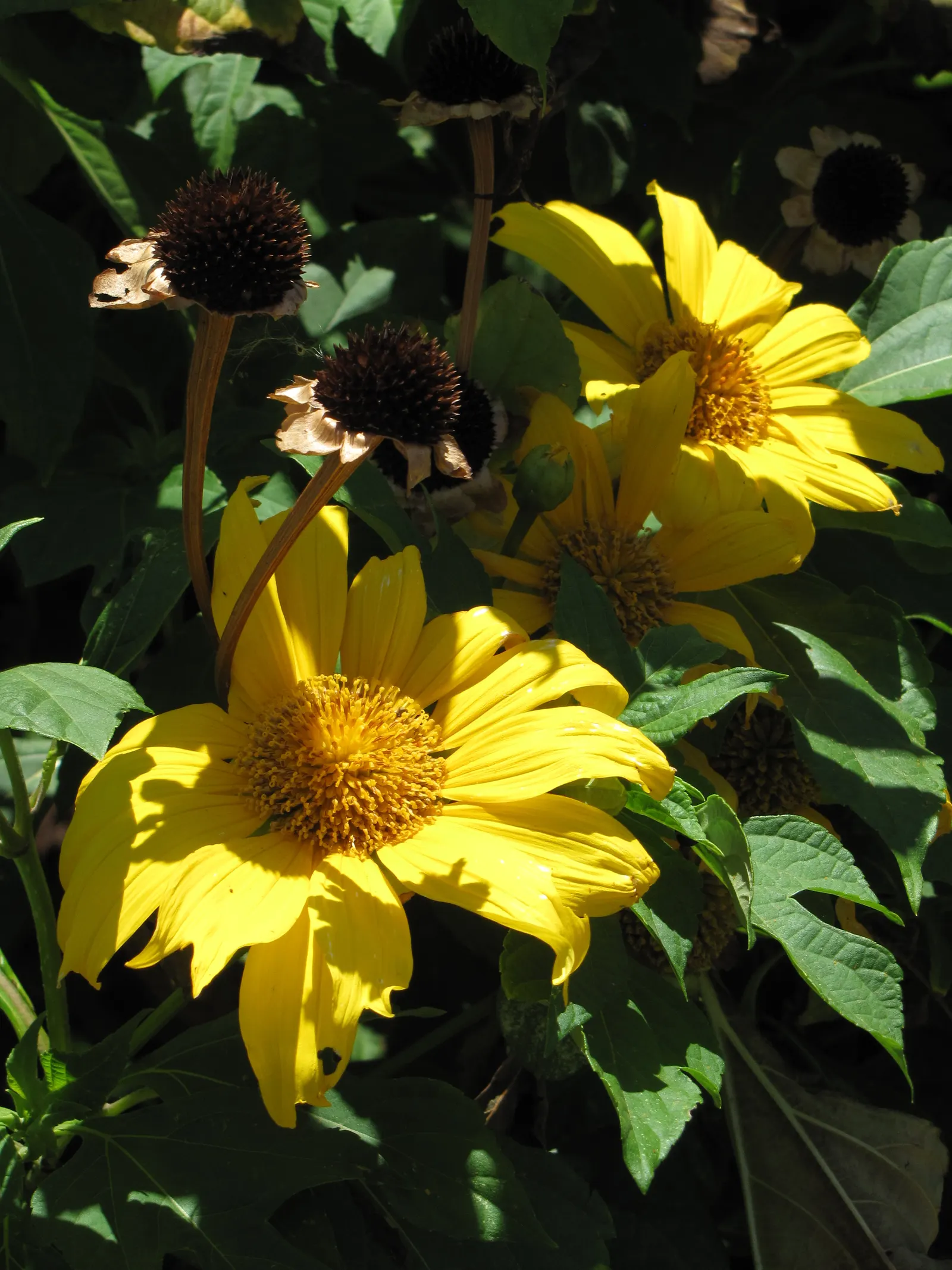 Mexican Sunflower (Tithonia Rotundifolia) — dry summers - although regular watering will encourage more prolific blooming; ideal for adding, image 180
