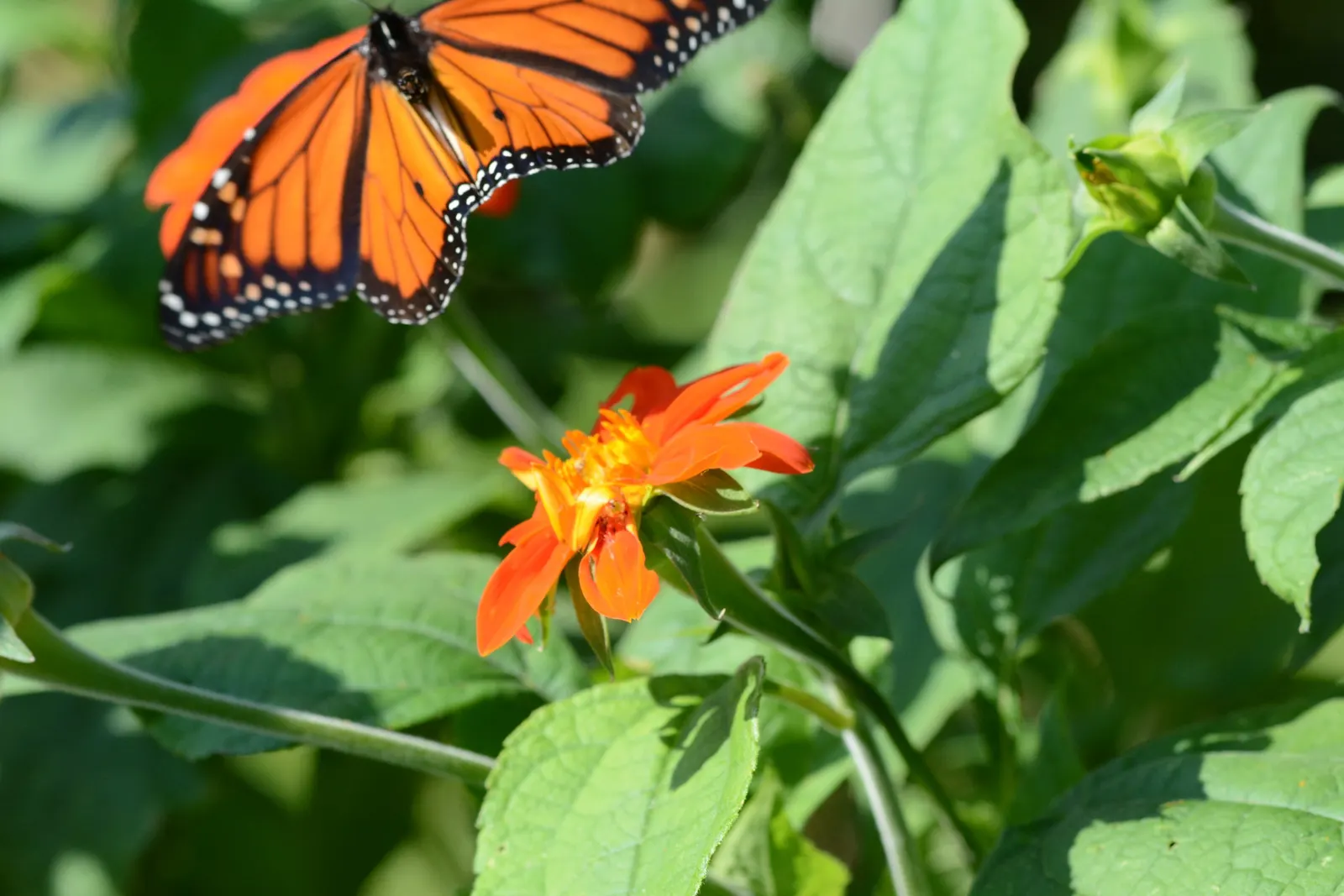 Mexican Sunflower (Tithonia Rotundifolia) — high-impact plant with a statuesque presence; making it suitable for regions with hot, image 164