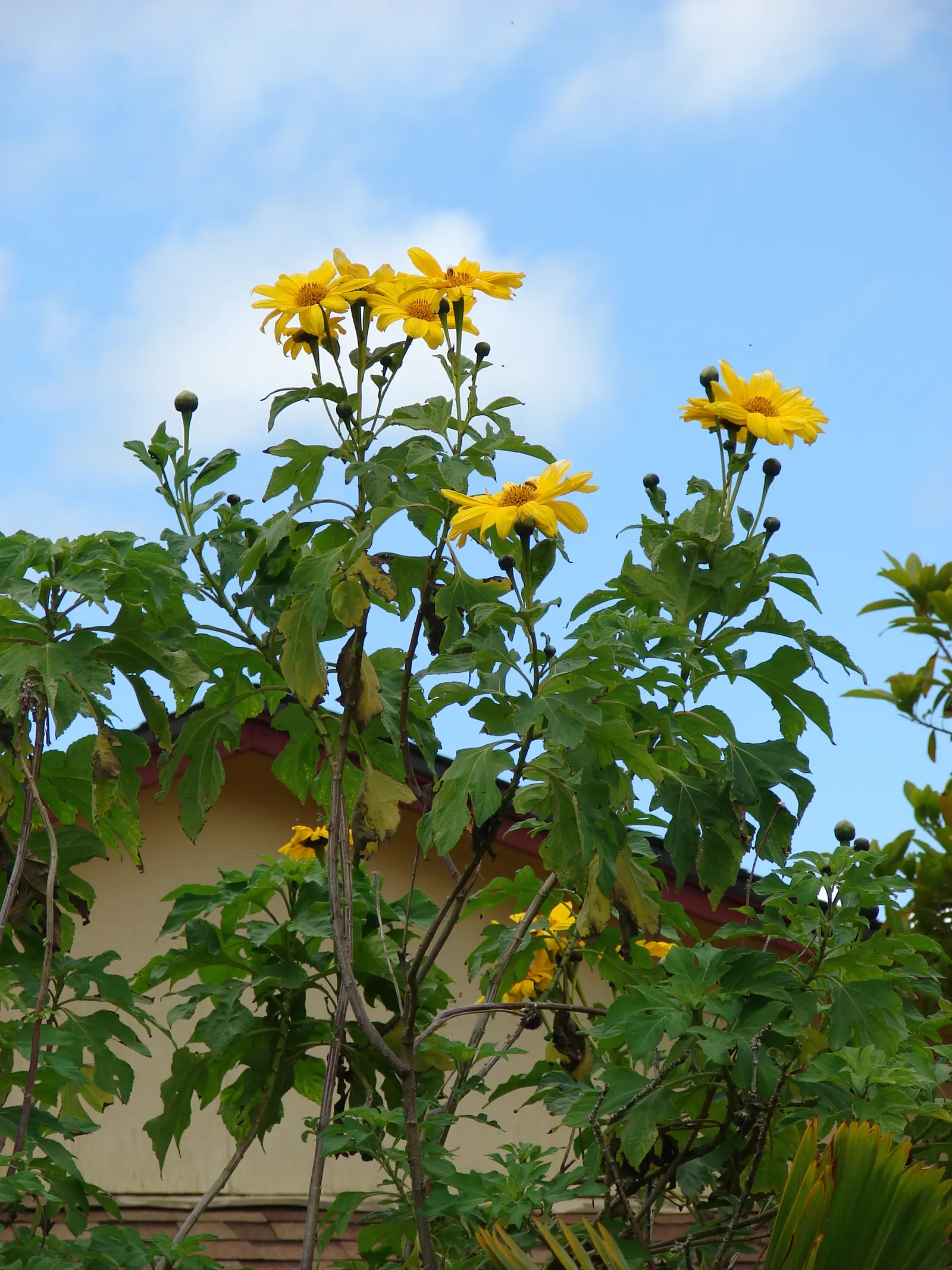 Mexican Sunflower (Tithonia Rotundifolia) — reaching a mature height of 4 to 6 feet with a spread of 2 to 3 feet; daisy-like flowers with fiery orange to red