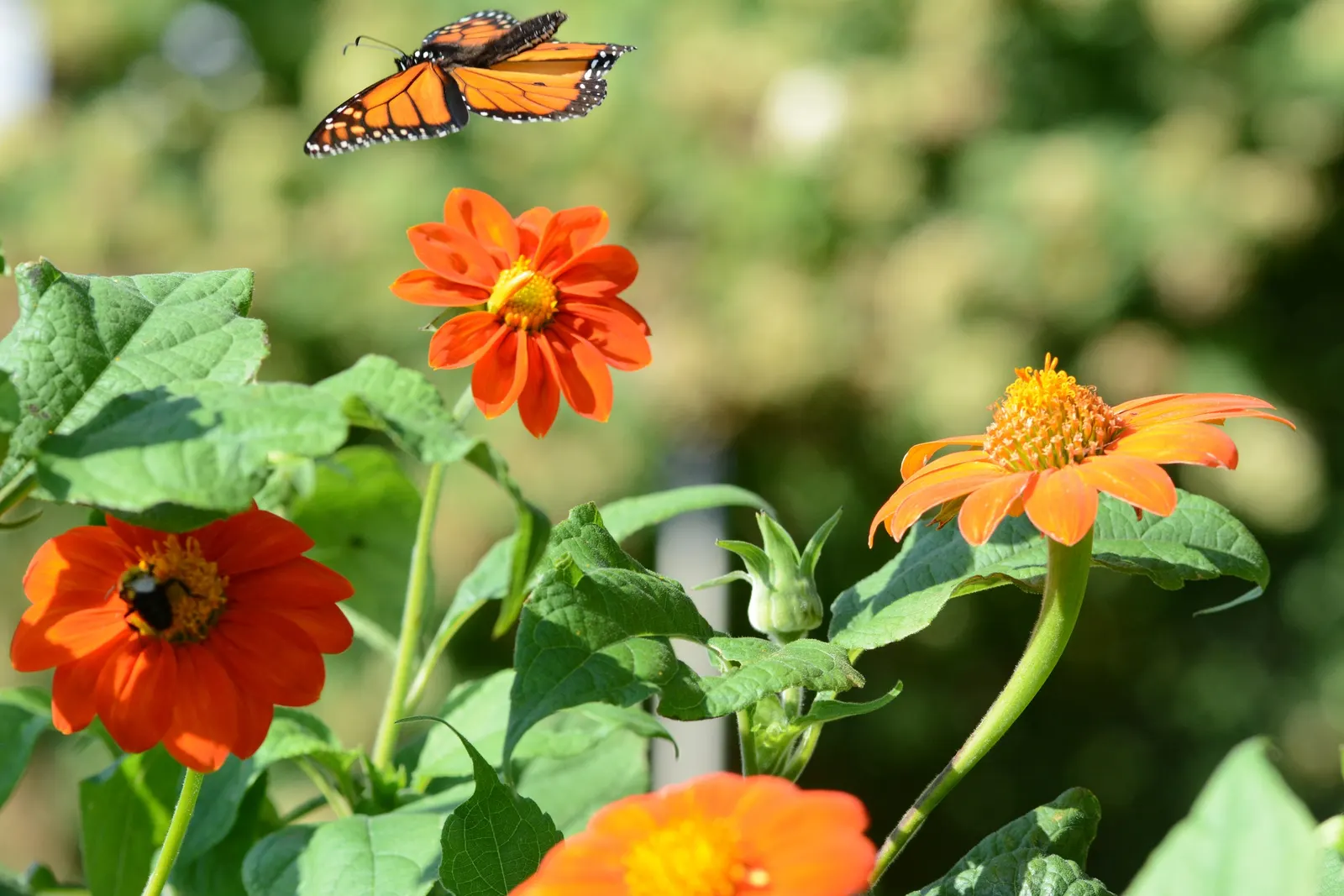 Mexican Sunflower (Tithonia Rotundifolia) — Ideal for adding height and color to borders or as a background plant; ideal for adding vertical, image 87