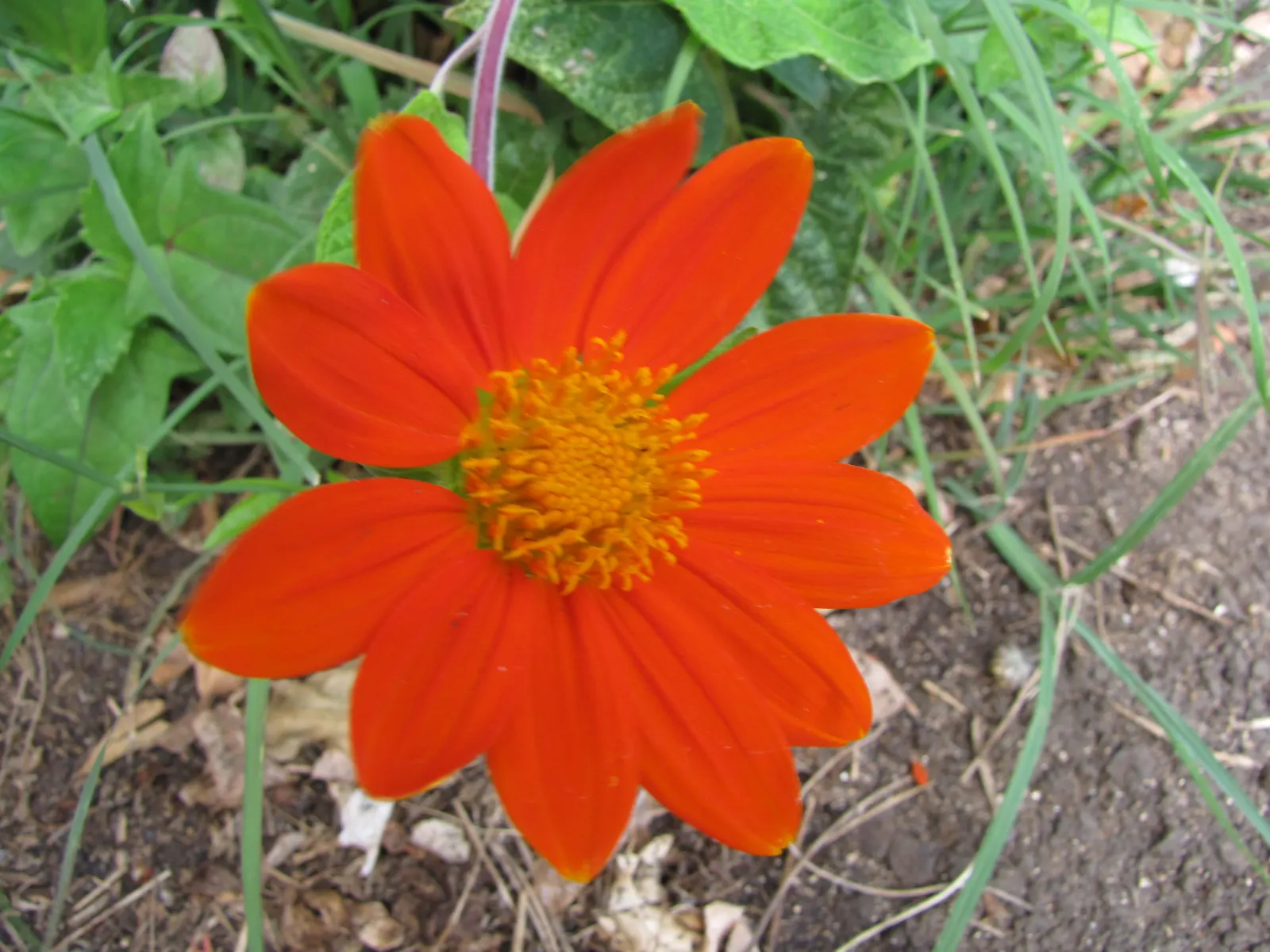 Mexican Sunflower (Tithonia Rotundifolia) — daisy-like flowers with fiery orange to red petals surrounding a central yellow disk, image 151