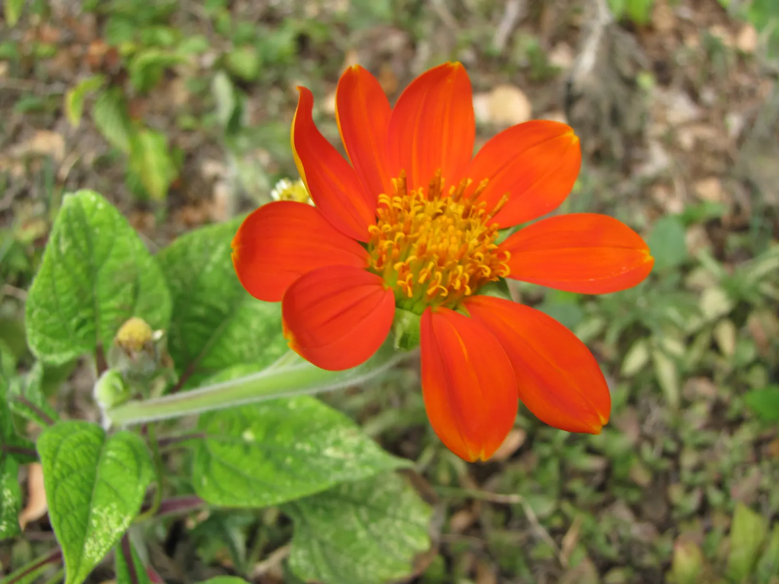 Mexican Sunflower (Tithonia Rotundifolia) — Its nectar-rich flowers, blooming from late summer to frost, are magnets for butterflies and bees, image 212