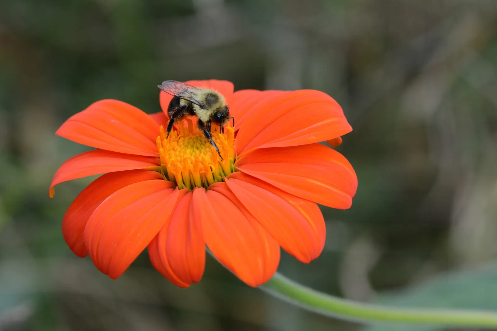 Mexican Sunflower (Tithonia Rotundifolia) — annual with orange blooms; making it suitable for regions with hot, image 62