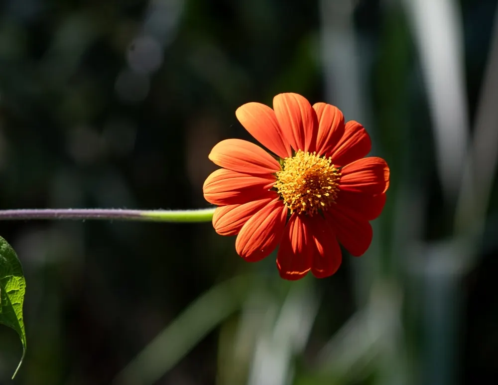 Mexican Sunflower (Tithonia Rotundifolia) — gardeners should be aware that although an annual; making it suitable for regions with hot, image 161