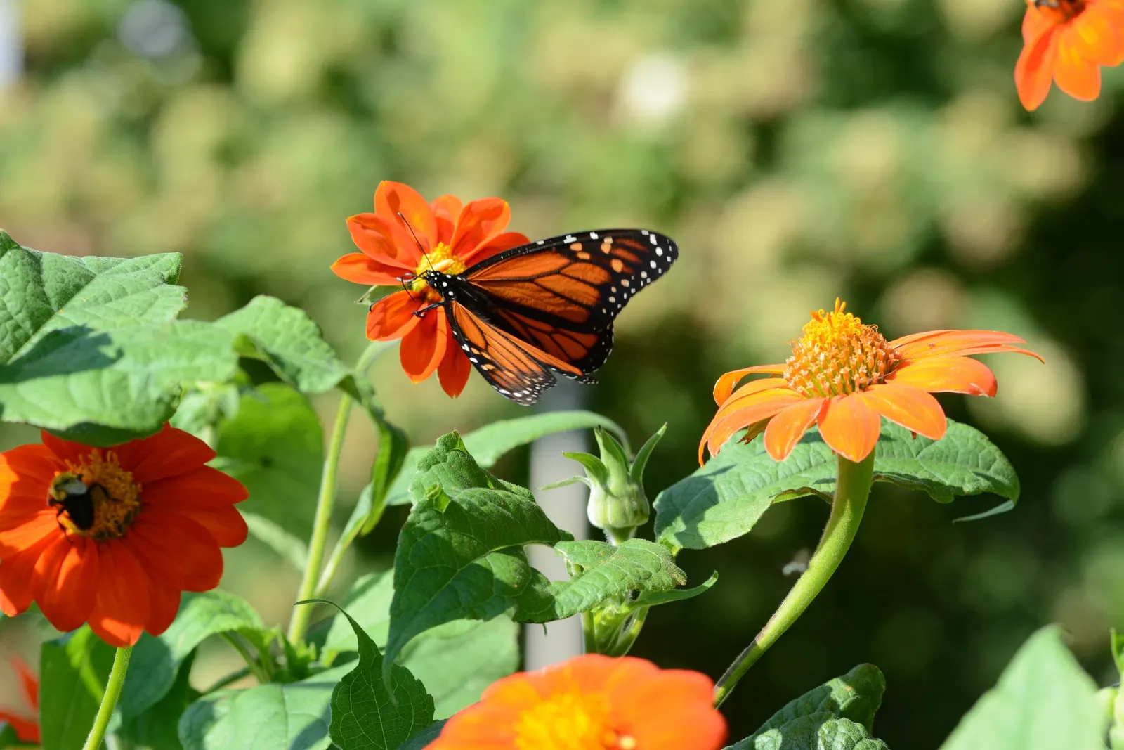 Mexican Sunflower (Tithonia Rotundifolia) — Tithonia rotundifolia requires full sun exposure and well-draining soil; ideal for adding vertical, image 198