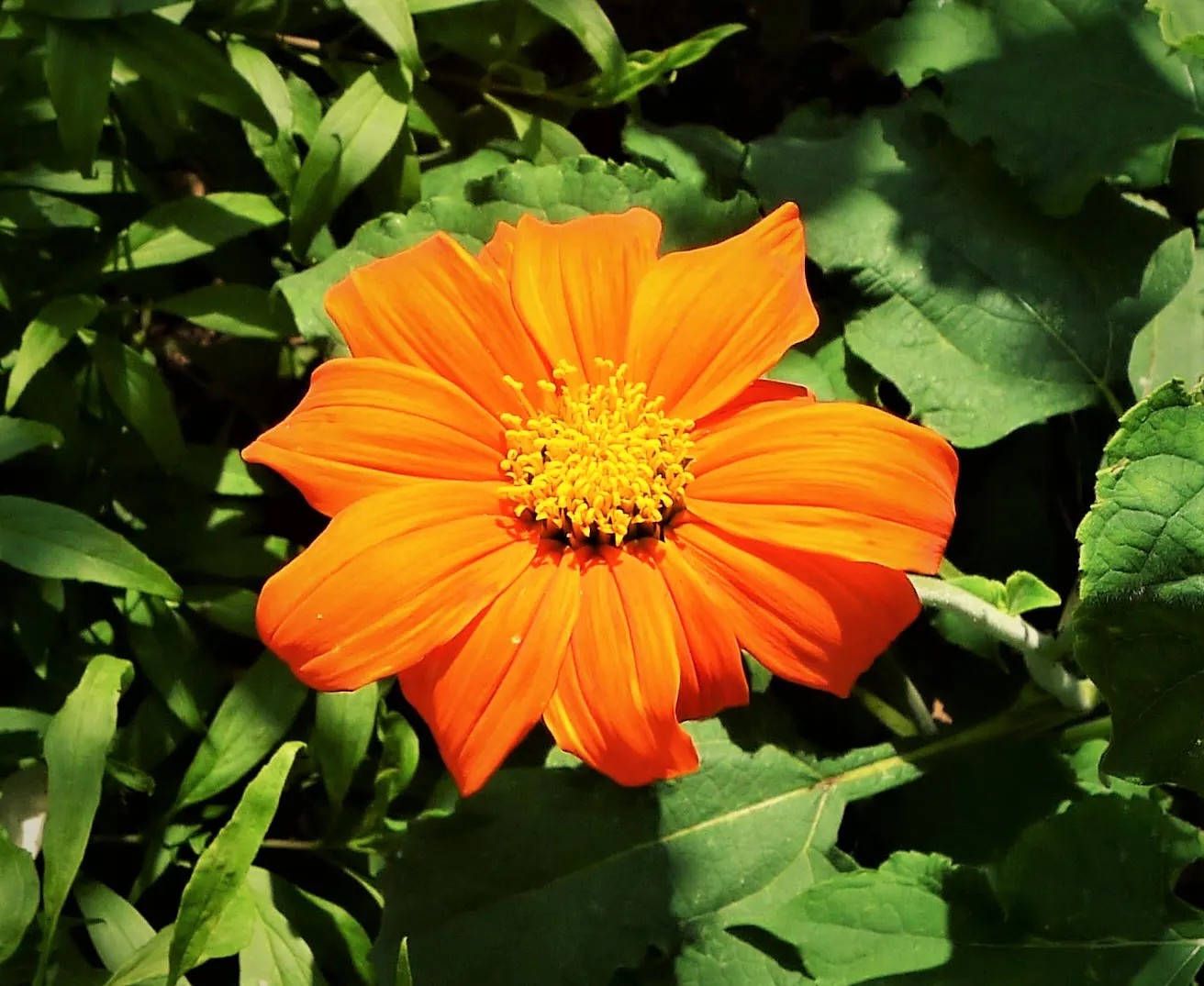 Mexican Sunflower (Tithonia Rotundifolia) — high-impact plant with a statuesque presence; making it suitable for regions with hot, image 185