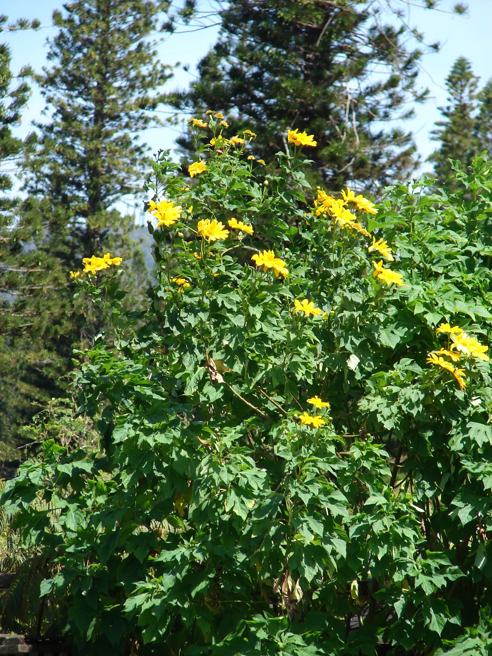 Mexican Sunflower (Tithonia Rotundifolia) — When situating the Mexican Sunflower in a landscape design, consider its height and sun requirements, image 181