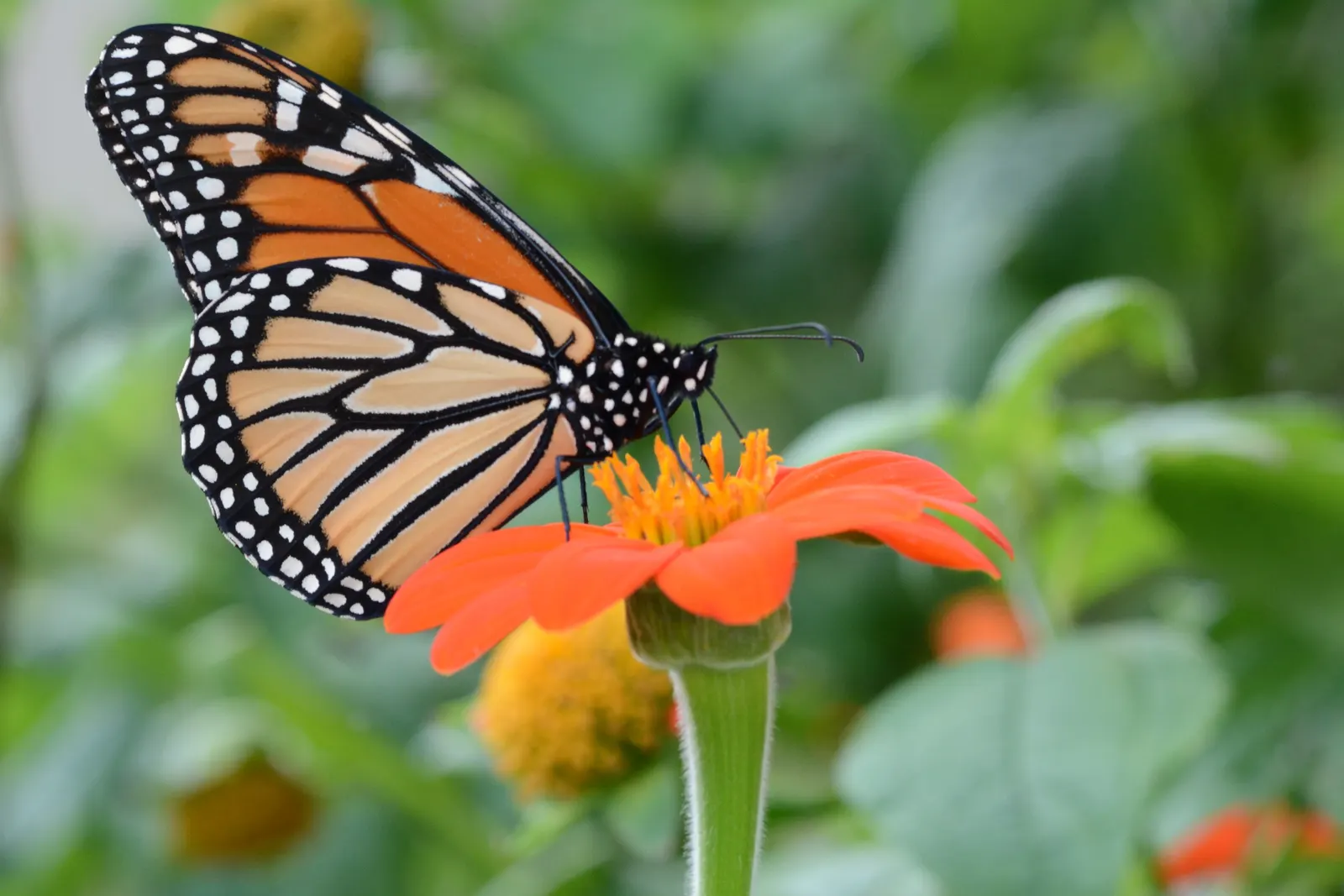 Mexican Sunflower (Tithonia Rotundifolia) — It's quite drought-tolerant once established; daisy-like flowers with fiery orange to red petals, image 73