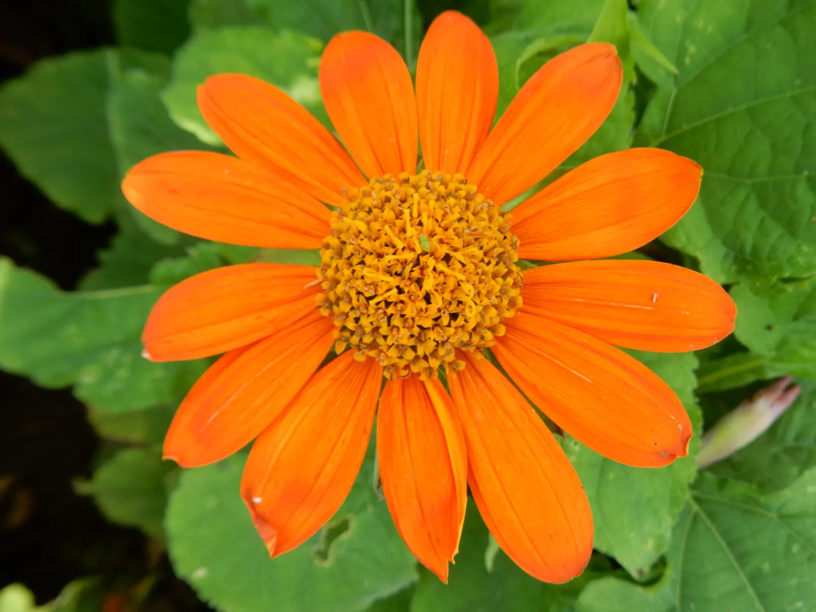 Mexican Sunflower (Tithonia Rotundifolia) — dry summers - although regular watering will encourage more prolific blooming