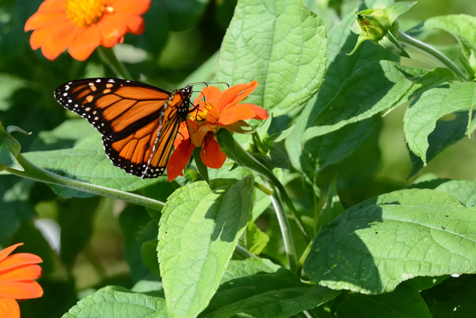 Mexican Sunflower (Tithonia Rotundifolia) — ensuring its bright presence year after year in the garden.<br><br>In sum