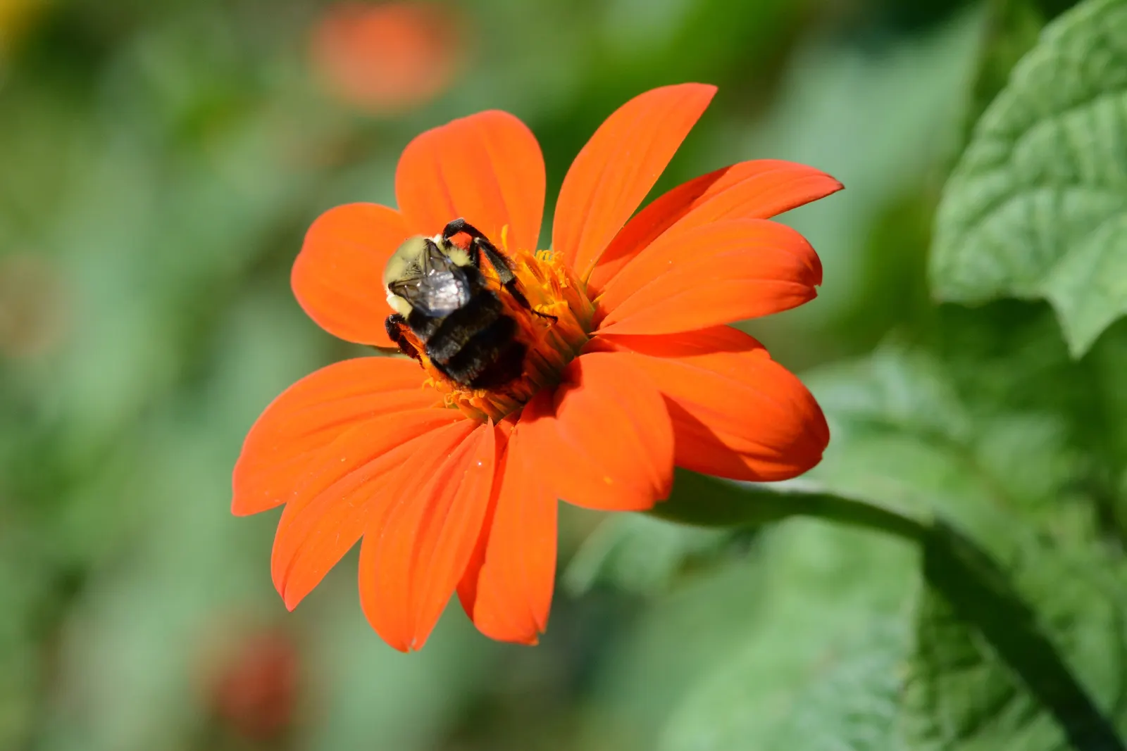 Mexican Sunflower (Tithonia Rotundifolia) — the Mexican Sunflower is a low-maintenance; daisy-like flowers with fiery orange to red petals, image 58