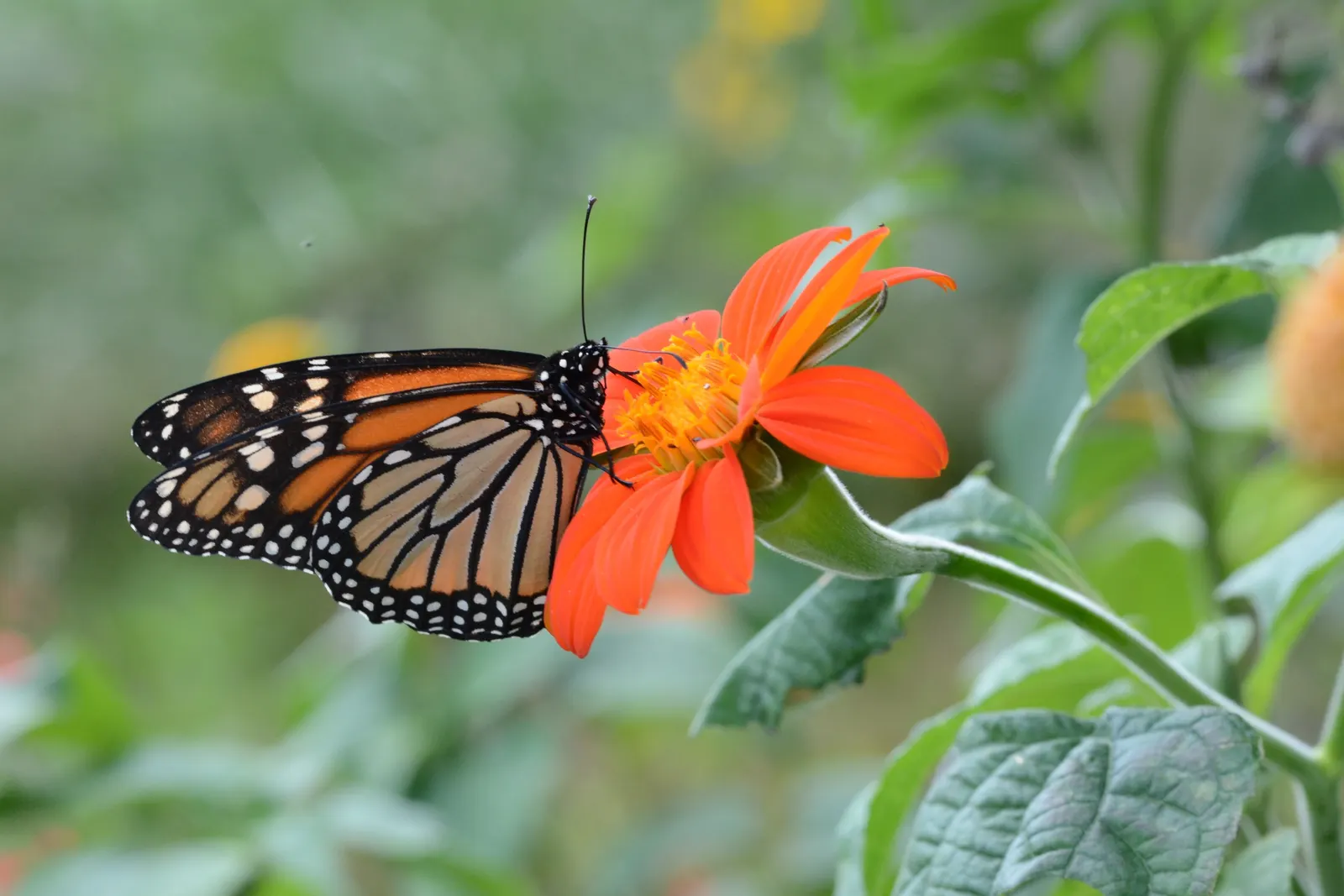 Mexican Sunflower (Tithonia Rotundifolia) — Its nectar-rich flowers, blooming from late summer to frost, are magnets for butterflies and bees; making it
