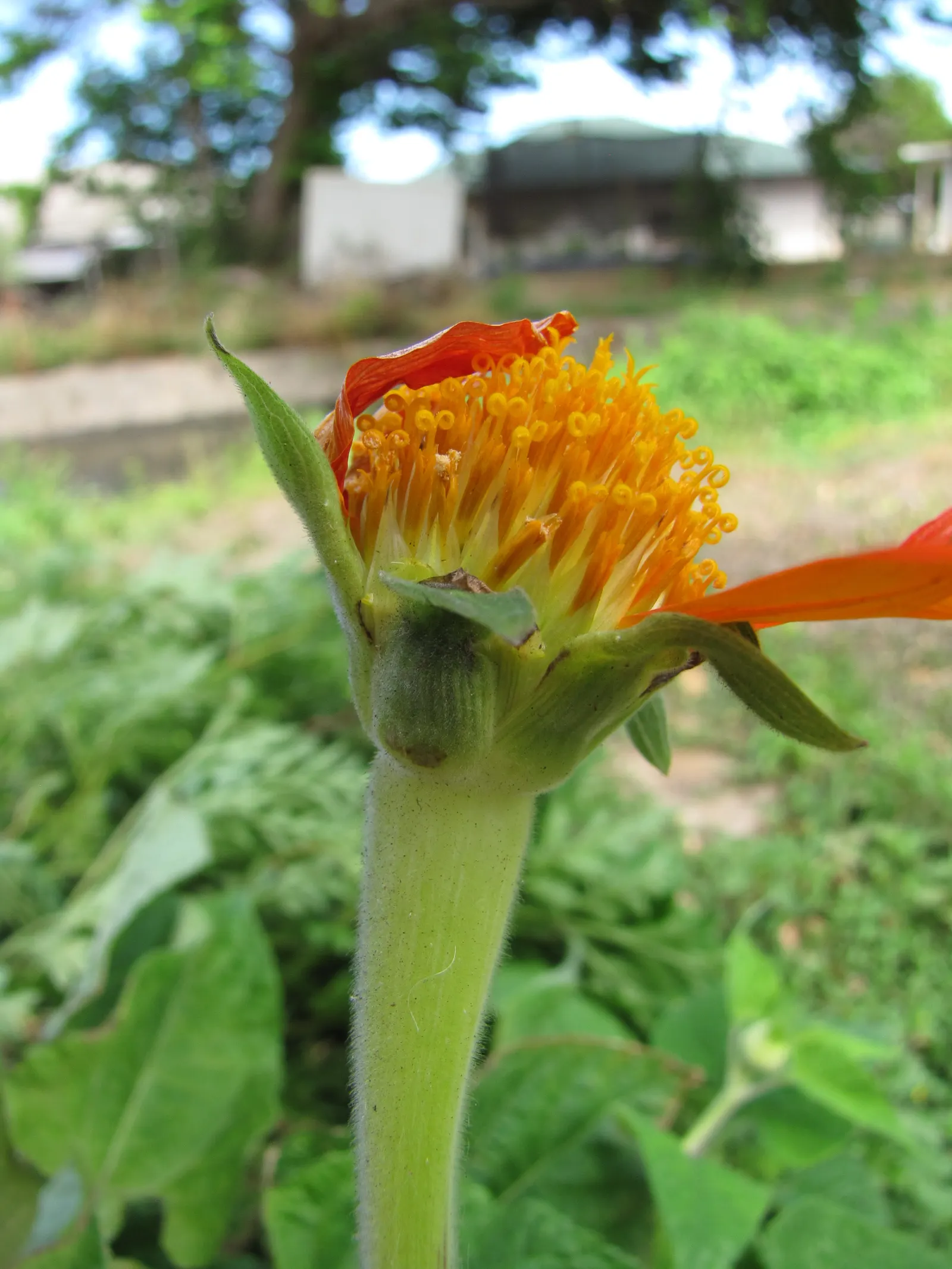 Mexican Sunflower (Tithonia Rotundifolia) — gardeners should be aware that although an annual; making it suitable for regions with hot, image 224