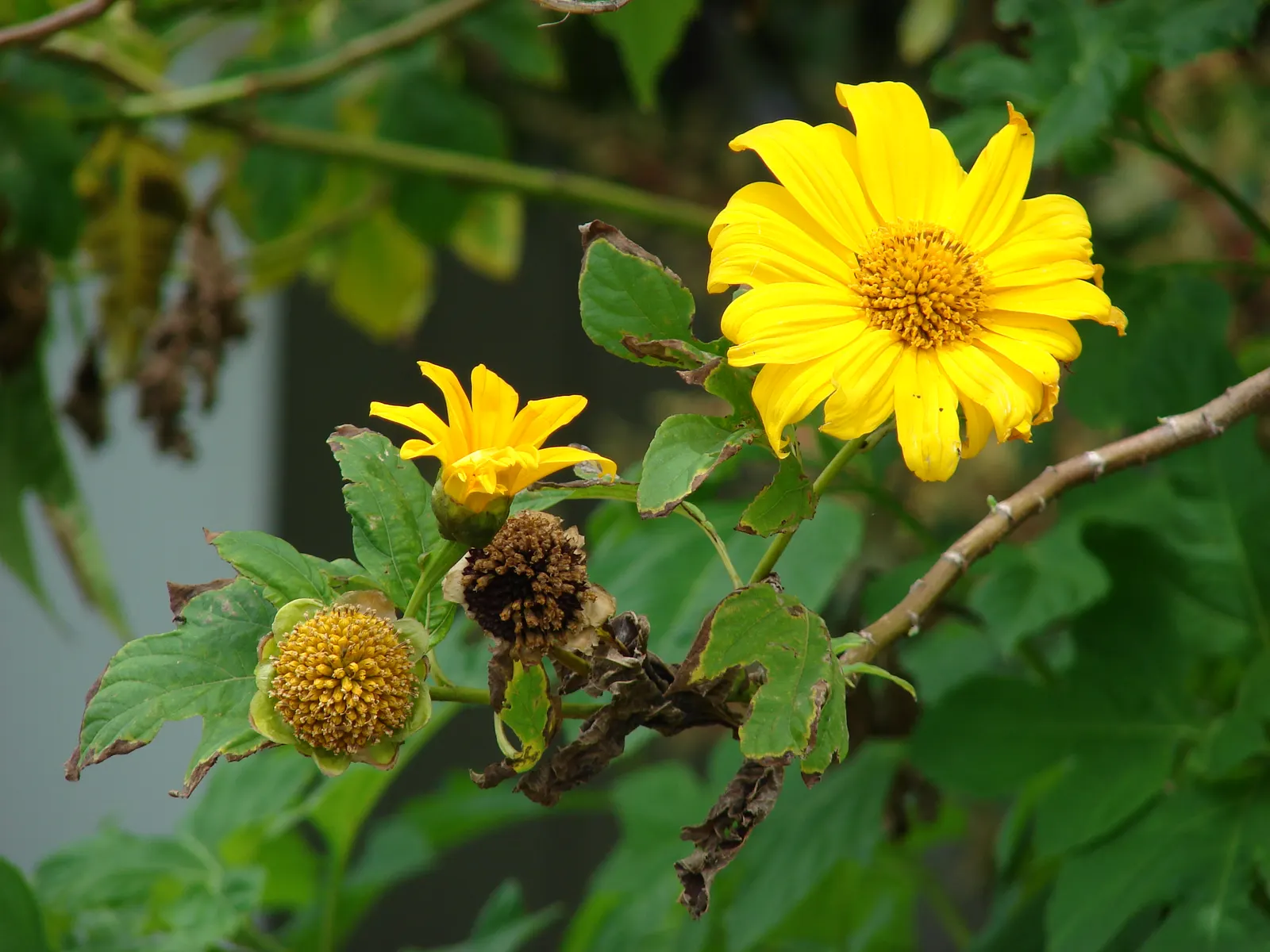 Mexican Sunflower (Tithonia Rotundifolia) — Ideal for adding height and color to borders or as a background plant; ideal for adding vertical, image 213