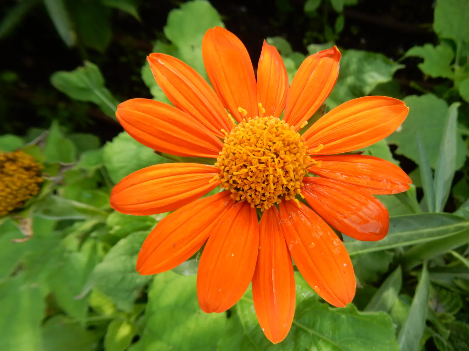 Mexican Sunflower (Tithonia Rotundifolia) — Preferring full sun, it thrives in well-drained soil and is drought-tolerant once established