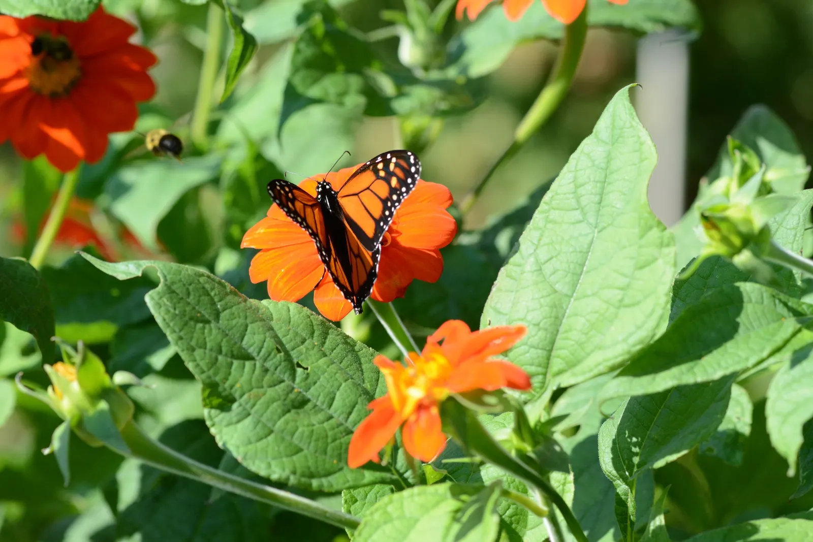 Mexican Sunflower (Tithonia Rotundifolia) — Tithonia rotundifolia requires full sun exposure and well-draining soil; ideal for adding vertical, image 114