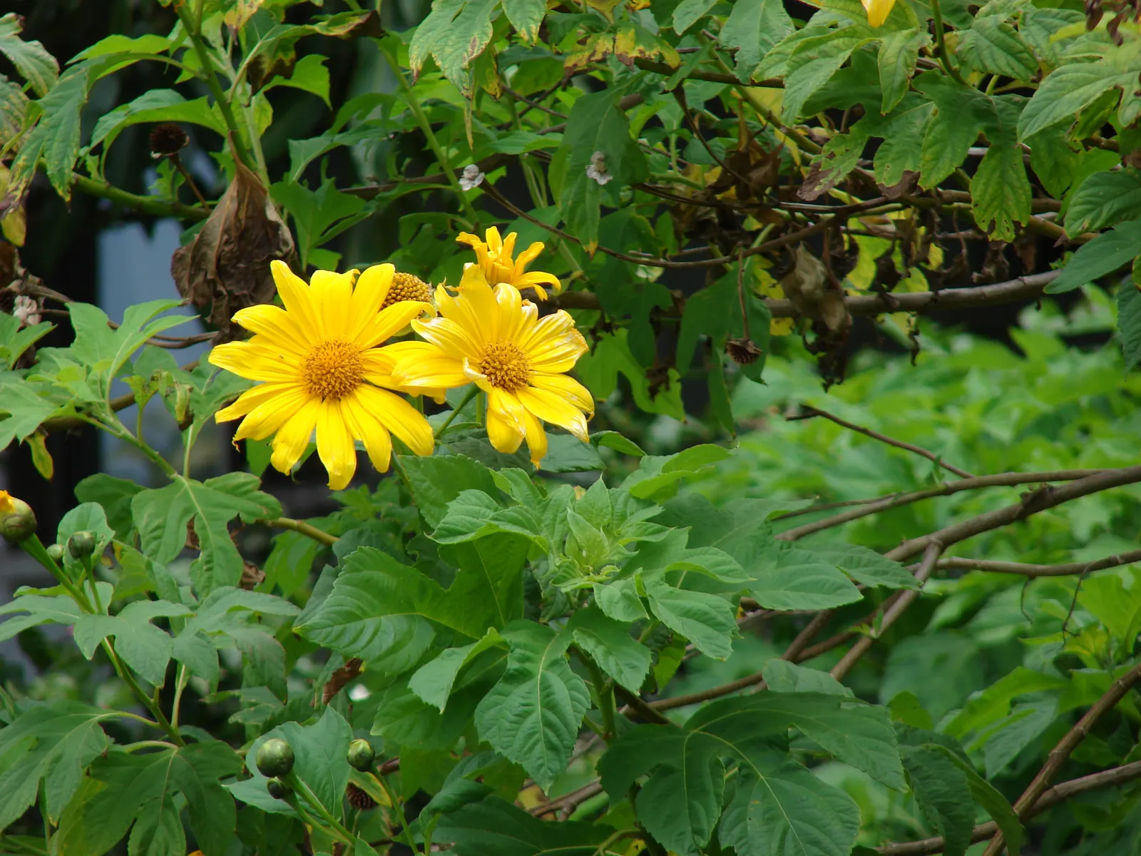 Mexican Sunflower (Tithonia Rotundifolia) — When situating the Mexican Sunflower in a landscape design, consider its height and sun requirements; daisy-like