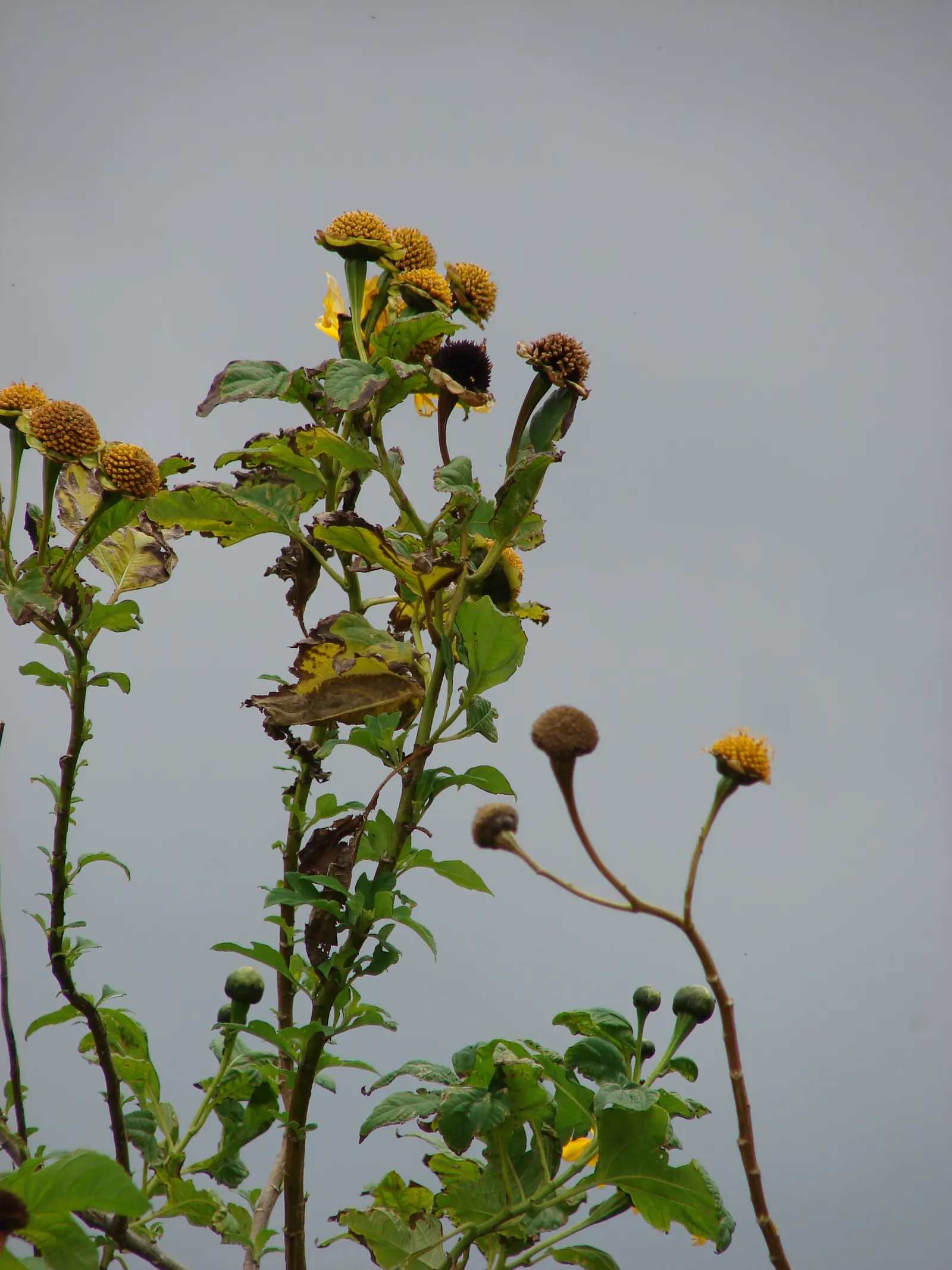 Mexican Sunflower (Tithonia Rotundifolia) — annual with orange blooms; making it suitable for regions with hot, image 104