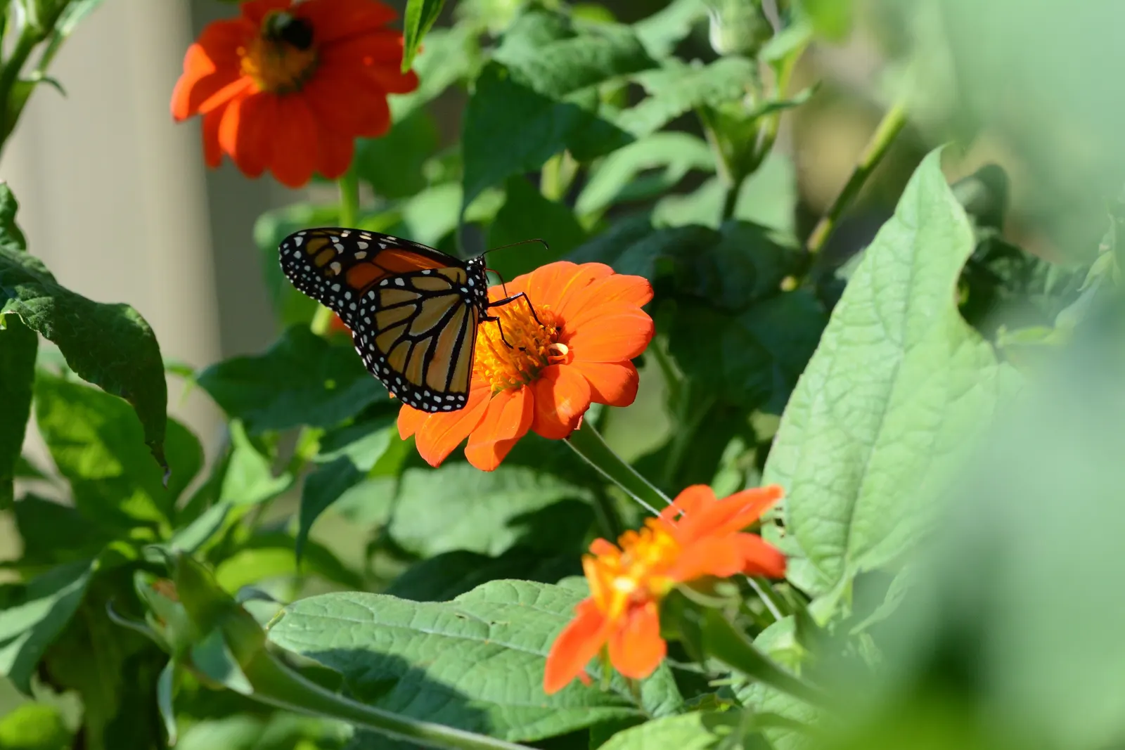 Mexican Sunflower (Tithonia Rotundifolia) — ensuring its bright presence year after year in the garden.<br><br>In sum; ideal for adding vertical, image 183