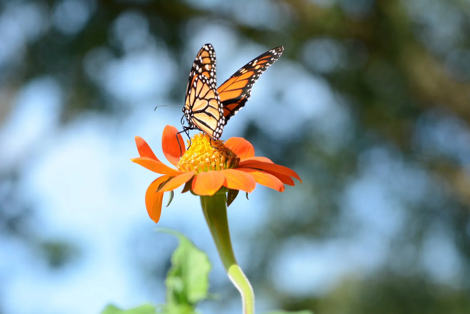 Mexican Sunflower (Tithonia Rotundifolia) — Its nectar-rich flowers, blooming from late summer to frost, are magnets for butterflies and bees, image 44