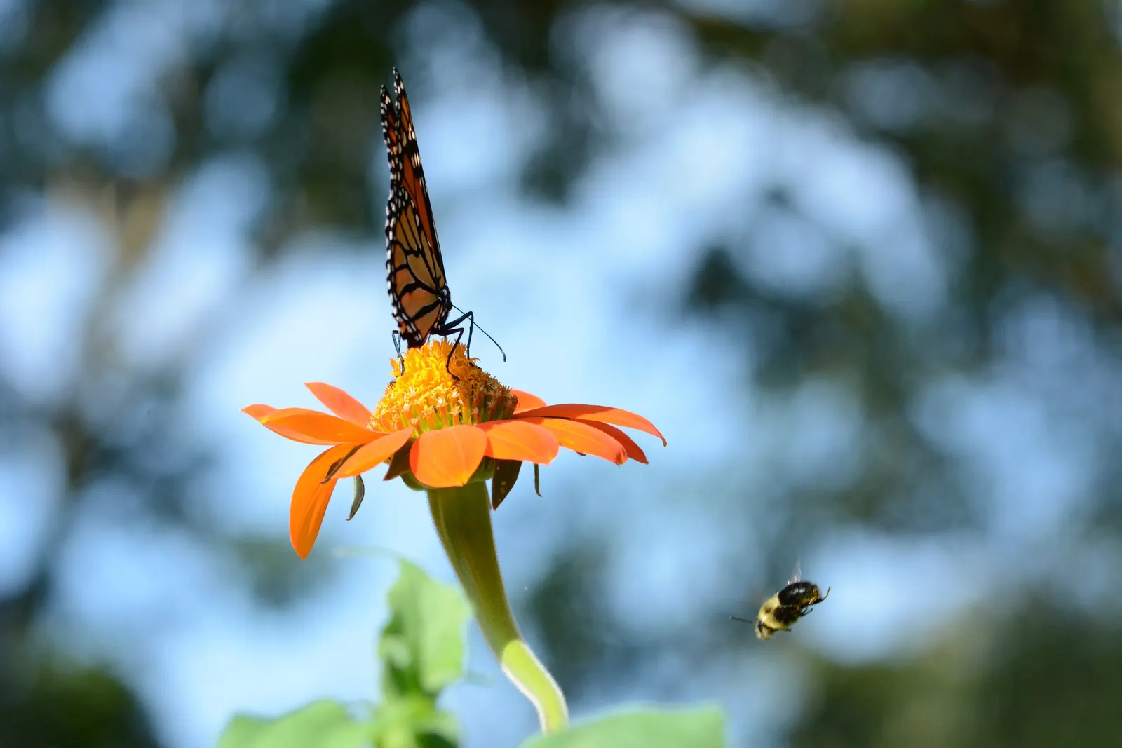 Mexican Sunflower (Tithonia Rotundifolia) — Native to Mexico and Central America; making it suitable for regions with hot, image 173