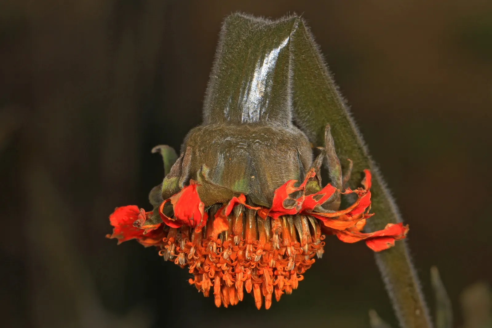 Mexican Sunflower (Tithonia Rotundifolia) — gardeners should be aware that although an annual; making it suitable for regions with hot, image 56