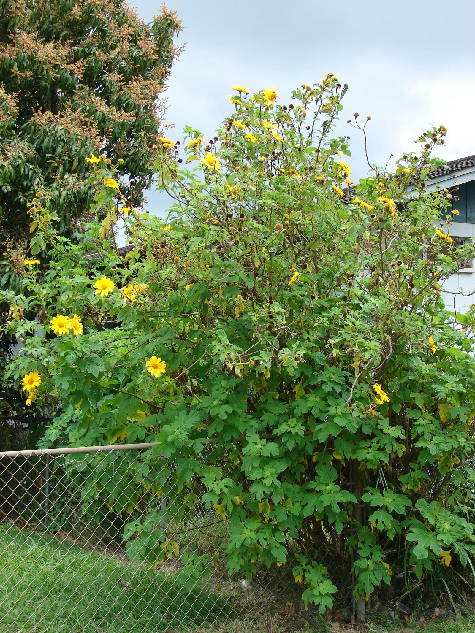 Mexican Sunflower (Tithonia Rotundifolia) — annual for full; ideal for adding vertical interest and a splash of late-season color to any garden, image 147