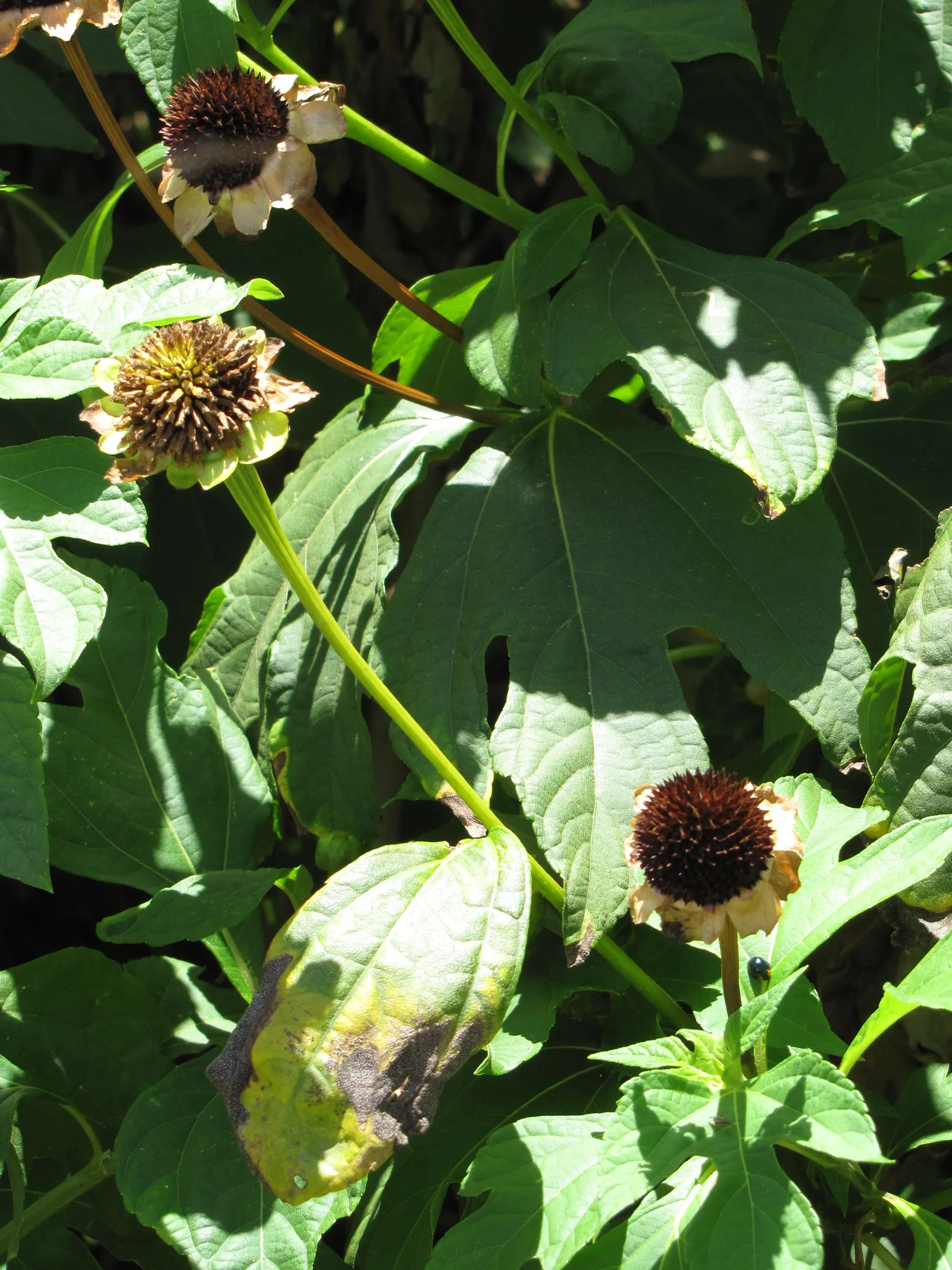 Mexican Sunflower (Tithonia Rotundifolia) — providing a lush backdrop for the blossoms.<br><br>For optimal growth; making it suitable for regions, image 197