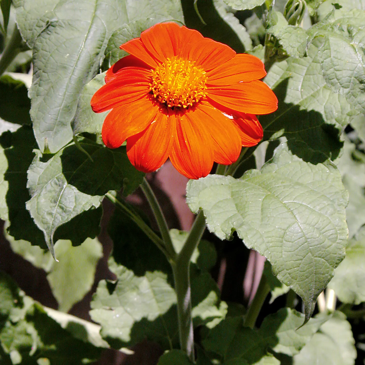 Mexican Sunflower (Tithonia Rotundifolia) — making it suitable for regions with hot, image 179