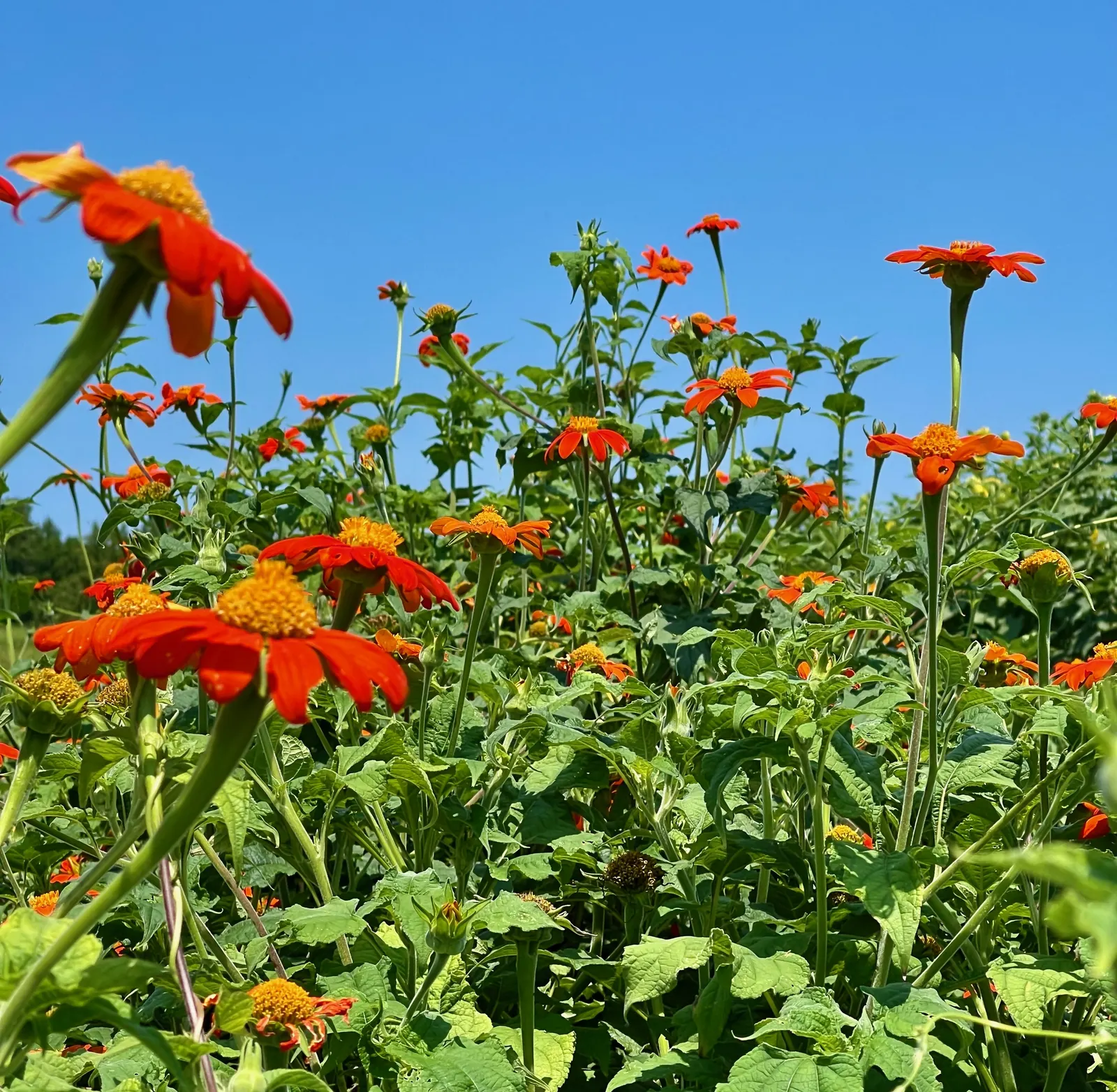 Mexican Sunflower (Tithonia Rotundifolia) — making it suitable for regions with hot, image 200