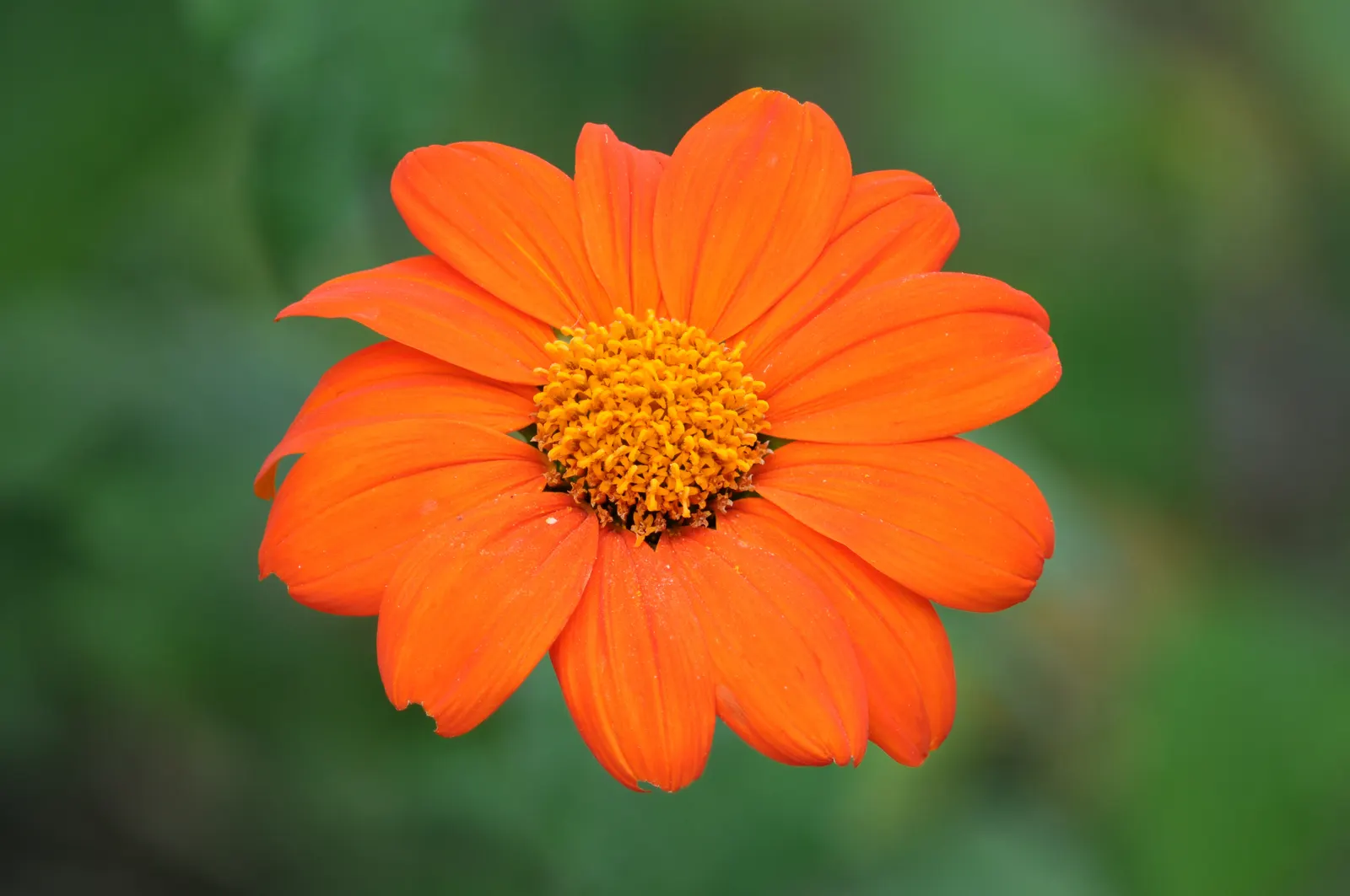 Mexican Sunflower (Tithonia Rotundifolia) — It's quite drought-tolerant once established; daisy-like flowers with fiery orange to red petals, image 136