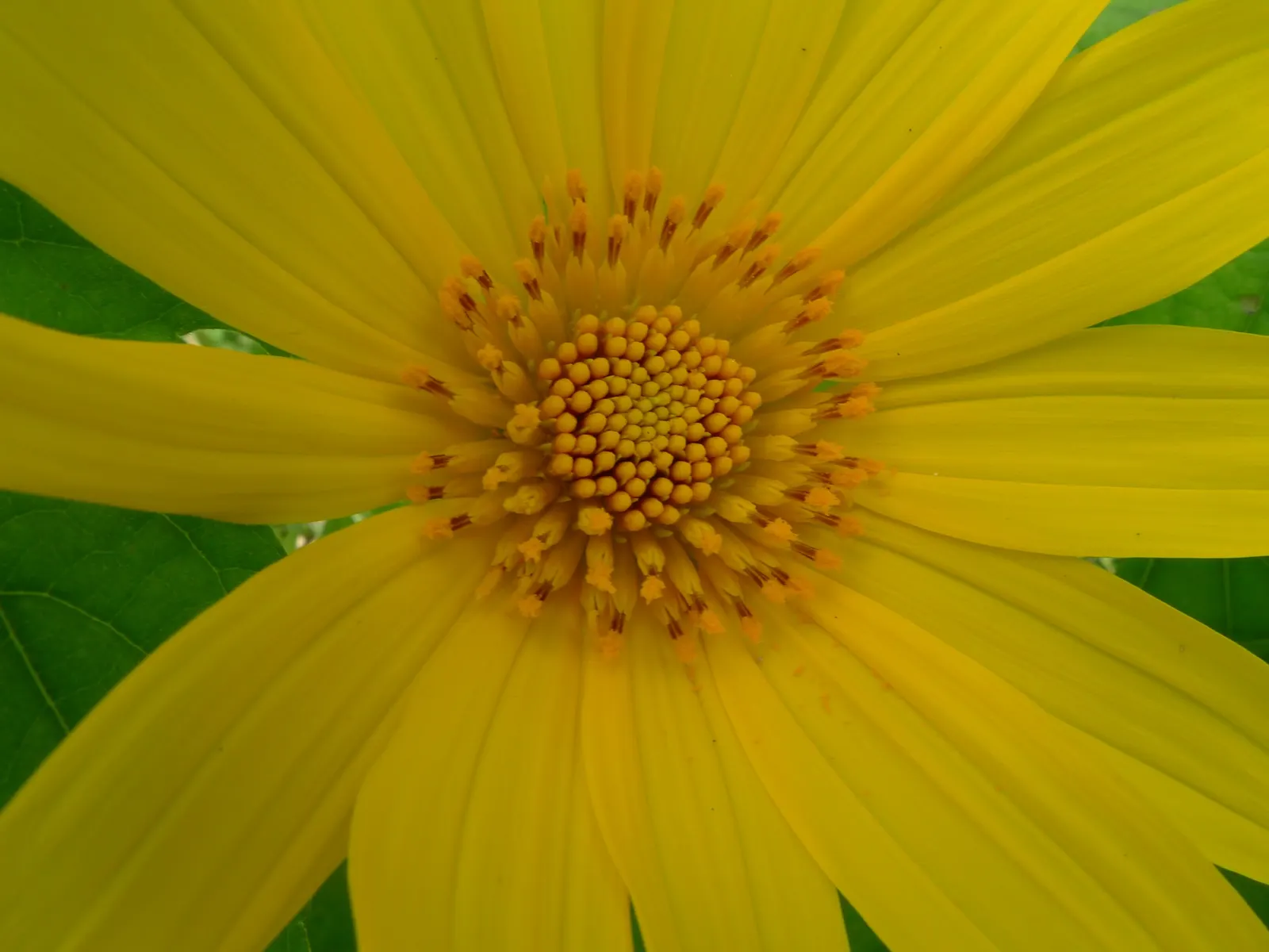 Mexican Sunflower (Tithonia Rotundifolia) — daisy-like flowers with fiery orange to red petals surrounding a central yellow disk, image 109