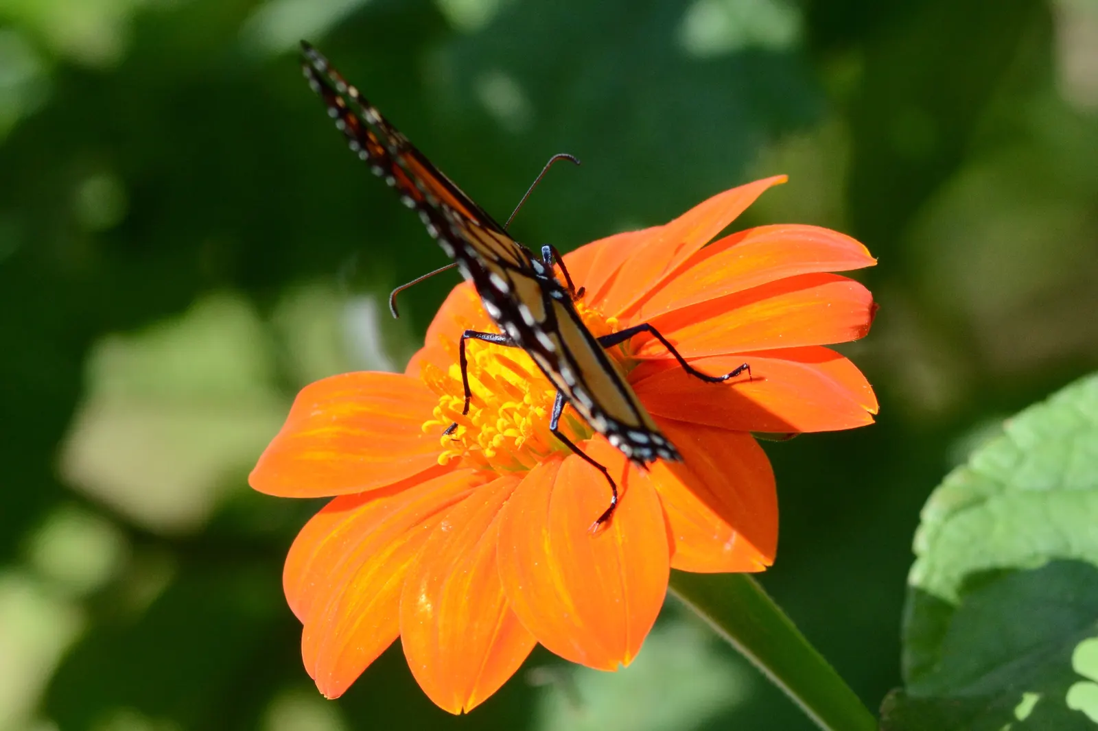 Mexican Sunflower (Tithonia Rotundifolia) — annual for full; ideal for adding vertical interest and a splash of late-season color to any garden, image 126