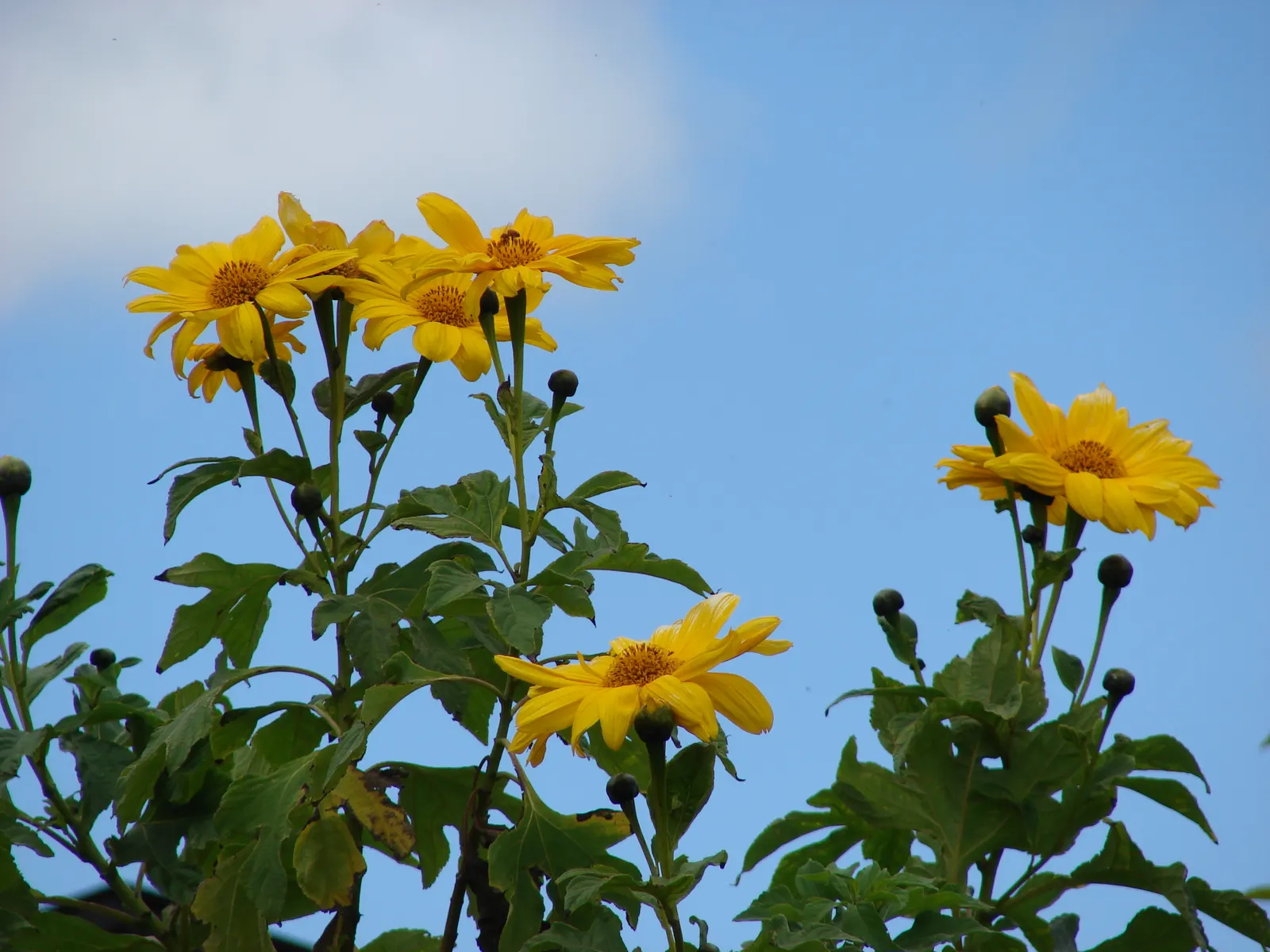 Mexican Sunflower (Tithonia Rotundifolia) — Its nectar-rich flowers, blooming from late summer to frost, are magnets for butterflies and bees, image 65