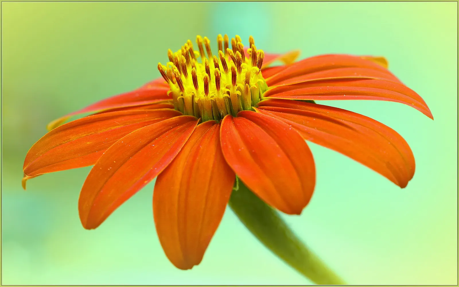 Mexican Sunflower (Tithonia Rotundifolia) — ensuring its bright presence year after year in the garden.<br><br>In sum; ideal for adding vertical, image 99