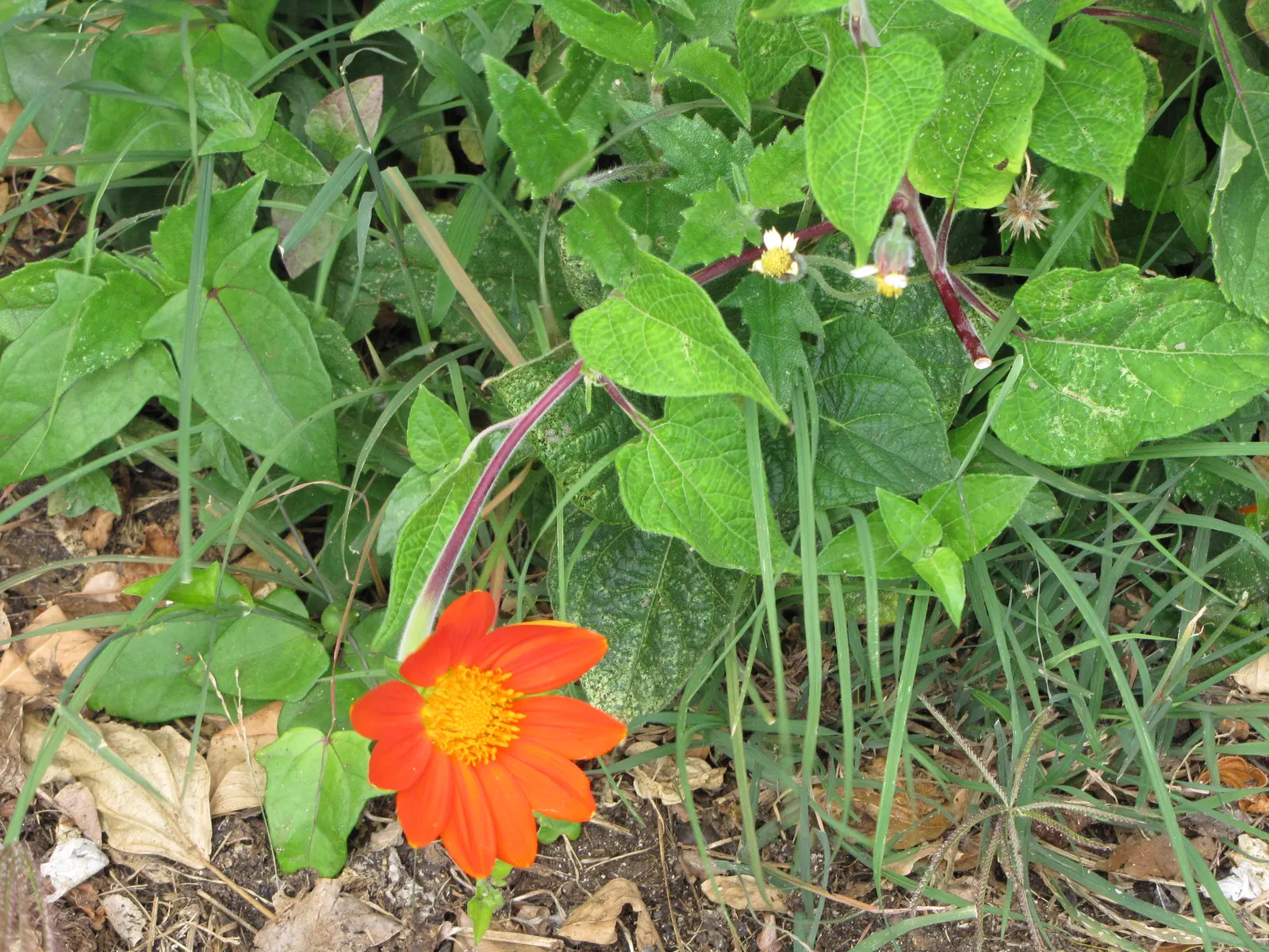 Mexican Sunflower (Tithonia Rotundifolia) — annual for full