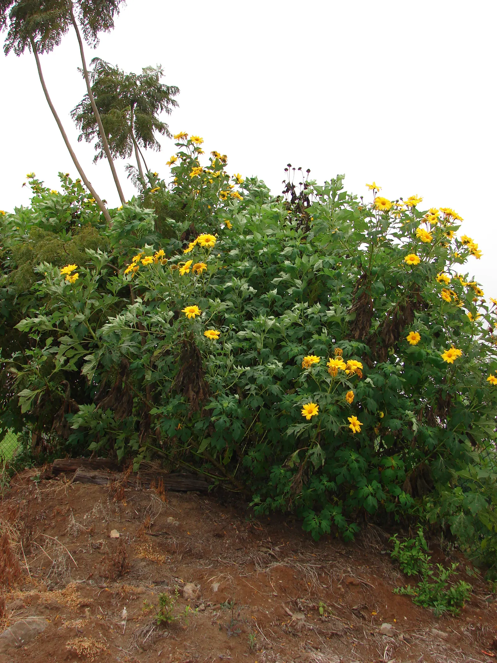 Mexican Sunflower (Tithonia Rotundifolia) — reaching a mature height of 4 to 6 feet with a spread of 2 to 3 feet; daisy-like flowers with fiery, image 196