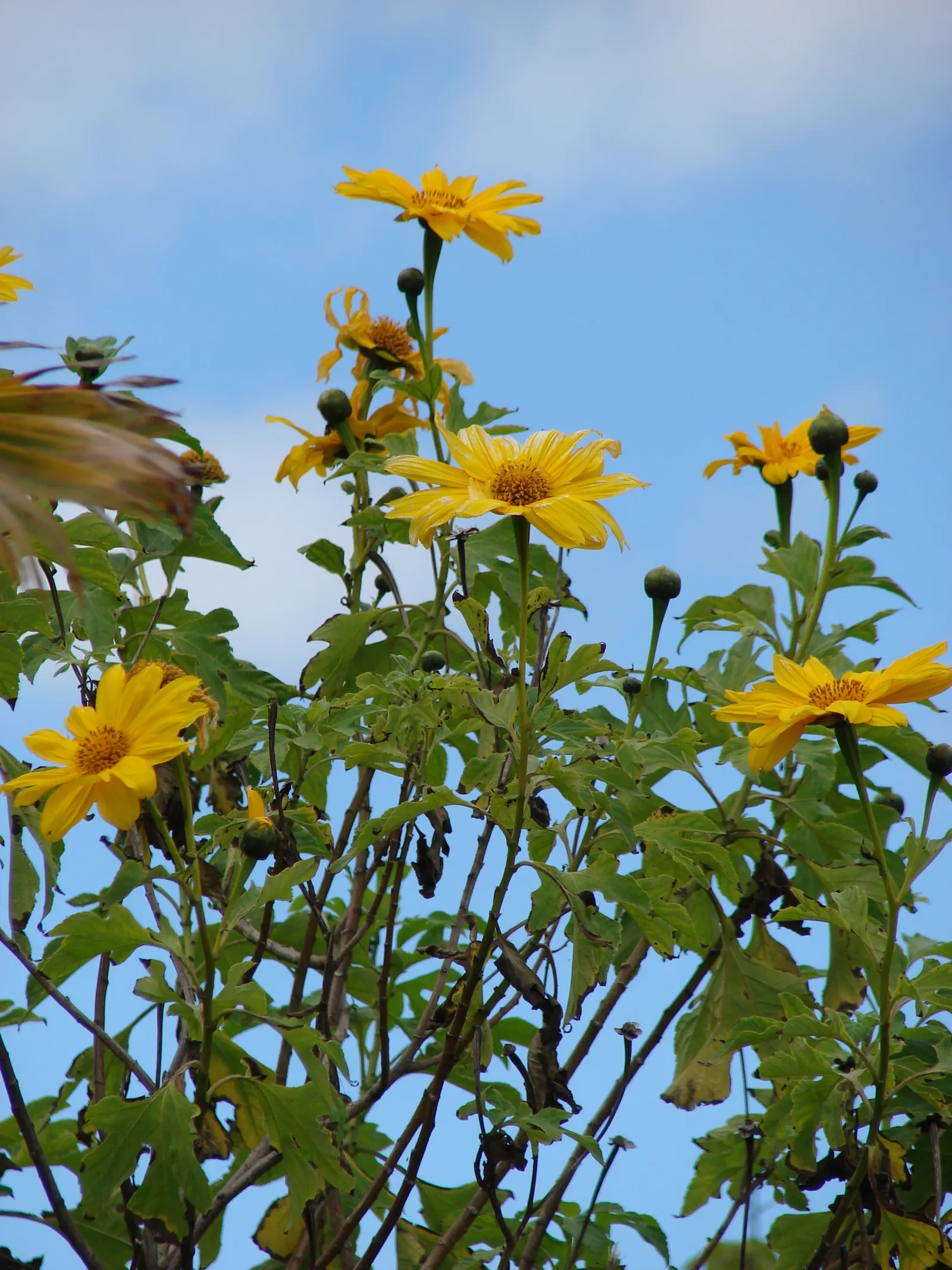 Mexican Sunflower (Tithonia Rotundifolia) — Tithonia rotundifolia requires full sun exposure and well-draining soil