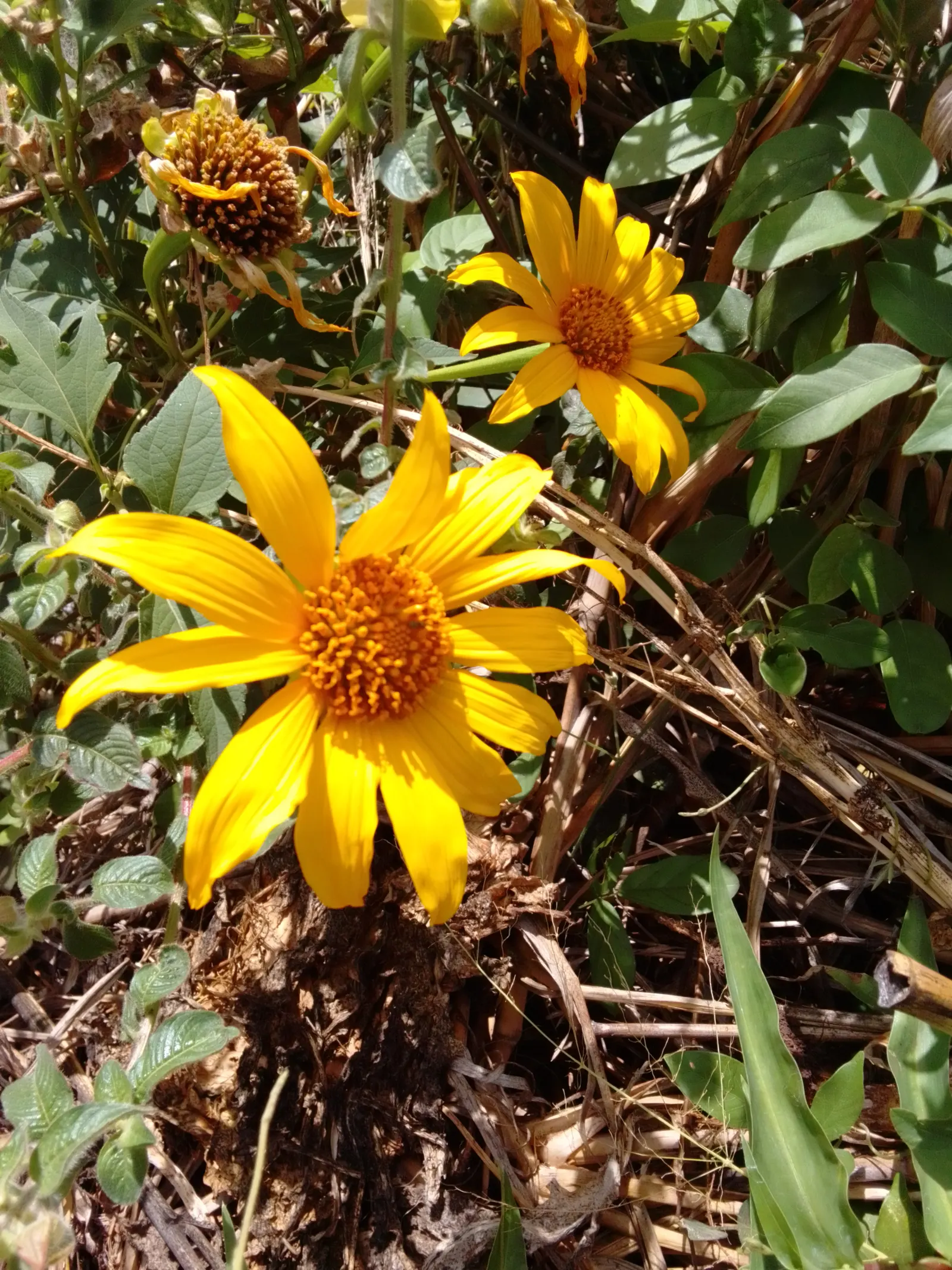 Mexican Sunflower (Tithonia Rotundifolia) — annual with orange blooms; making it suitable for regions with hot, image 209