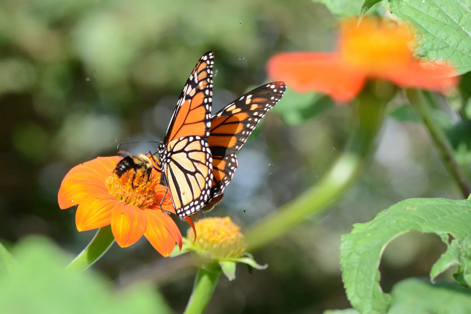 Mexican Sunflower (Tithonia Rotundifolia) — providing a lush backdrop for the blossoms.<br><br>For optimal growth; making it suitable for regions with hot