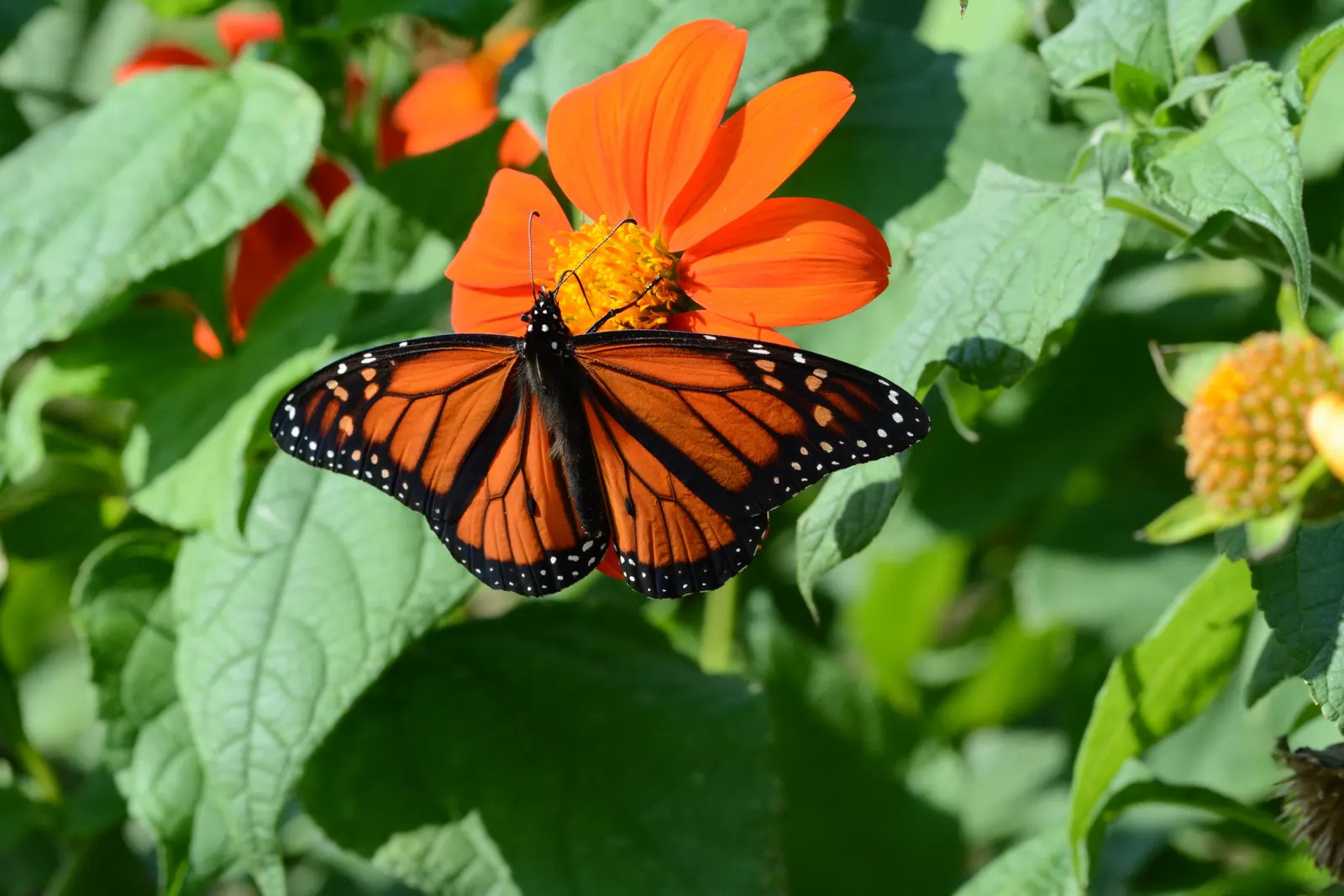 Mexican Sunflower (Tithonia Rotundifolia) — daisy-like flowers with fiery orange to red petals surrounding a central yellow disk, image 88