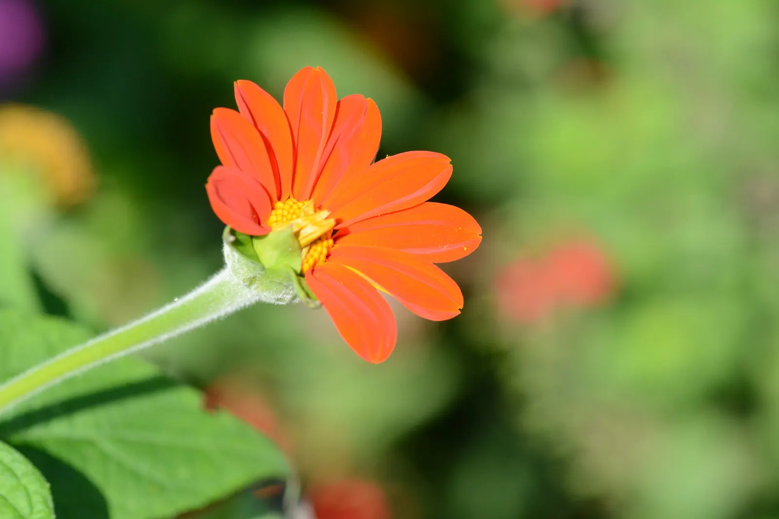 Mexican Sunflower (Tithonia Rotundifolia) — the Mexican Sunflower is a low-maintenance; daisy-like flowers with fiery orange to red petals, image 163